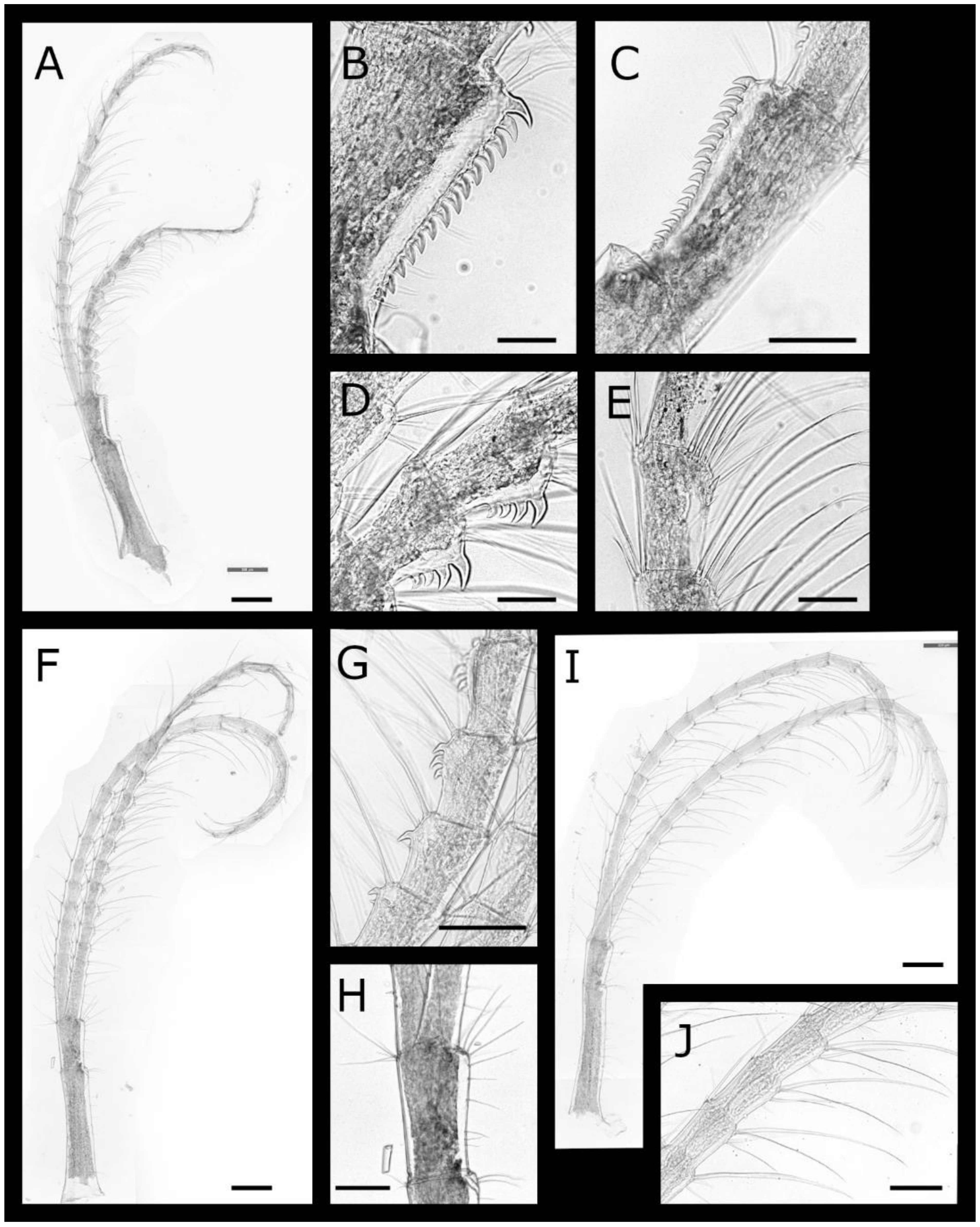 Diversity 13 00290 g024