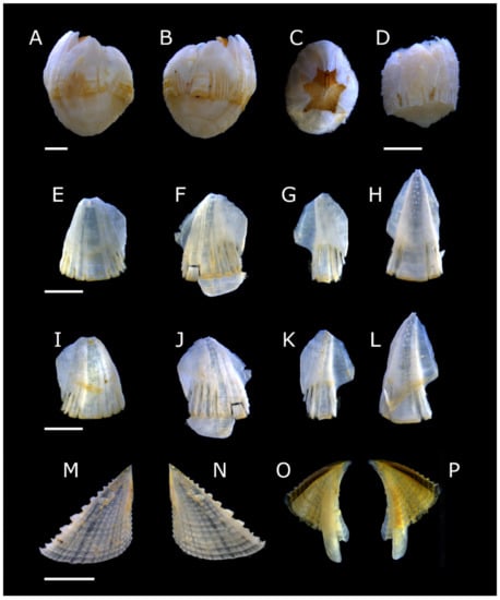 Diversity 13 00290 g025