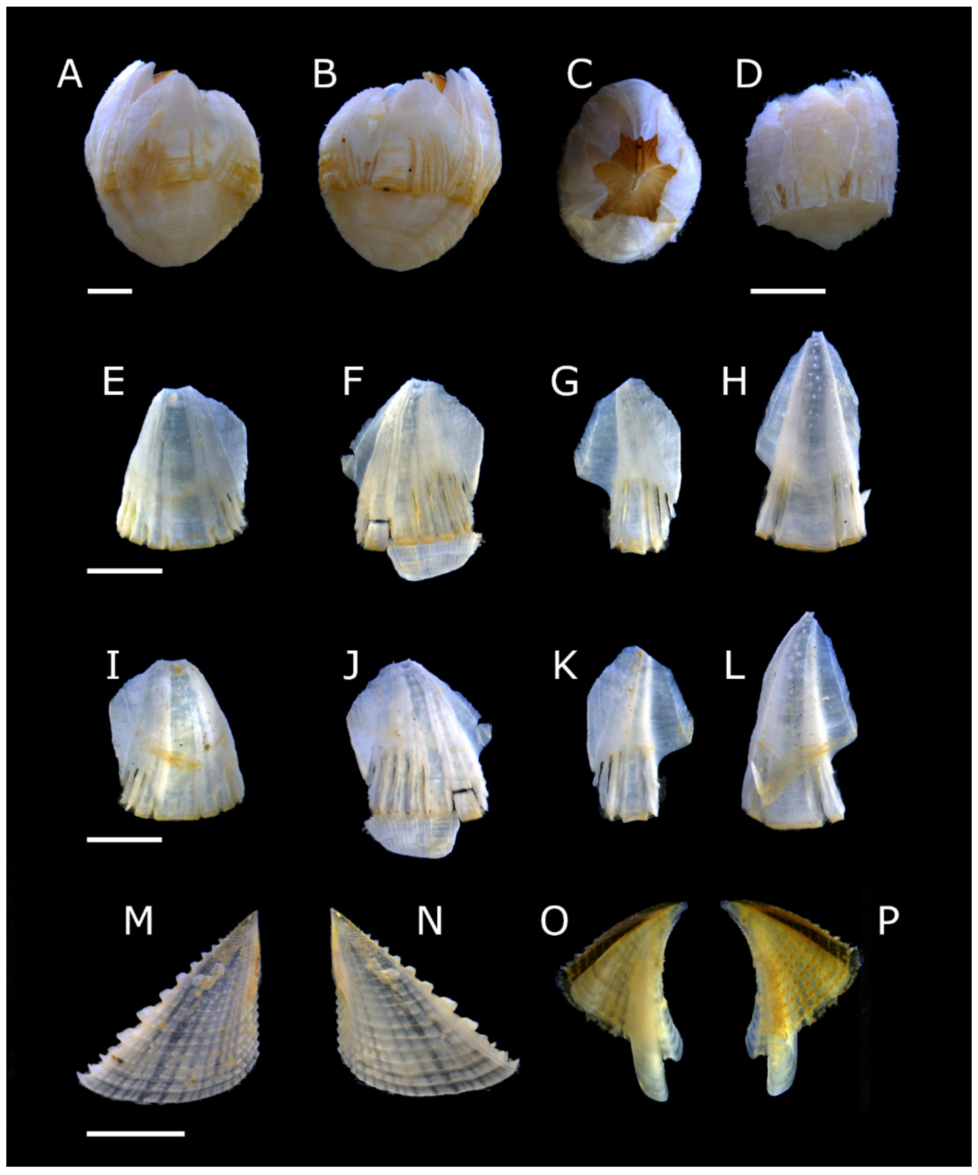 Diversity 13 00290 g025