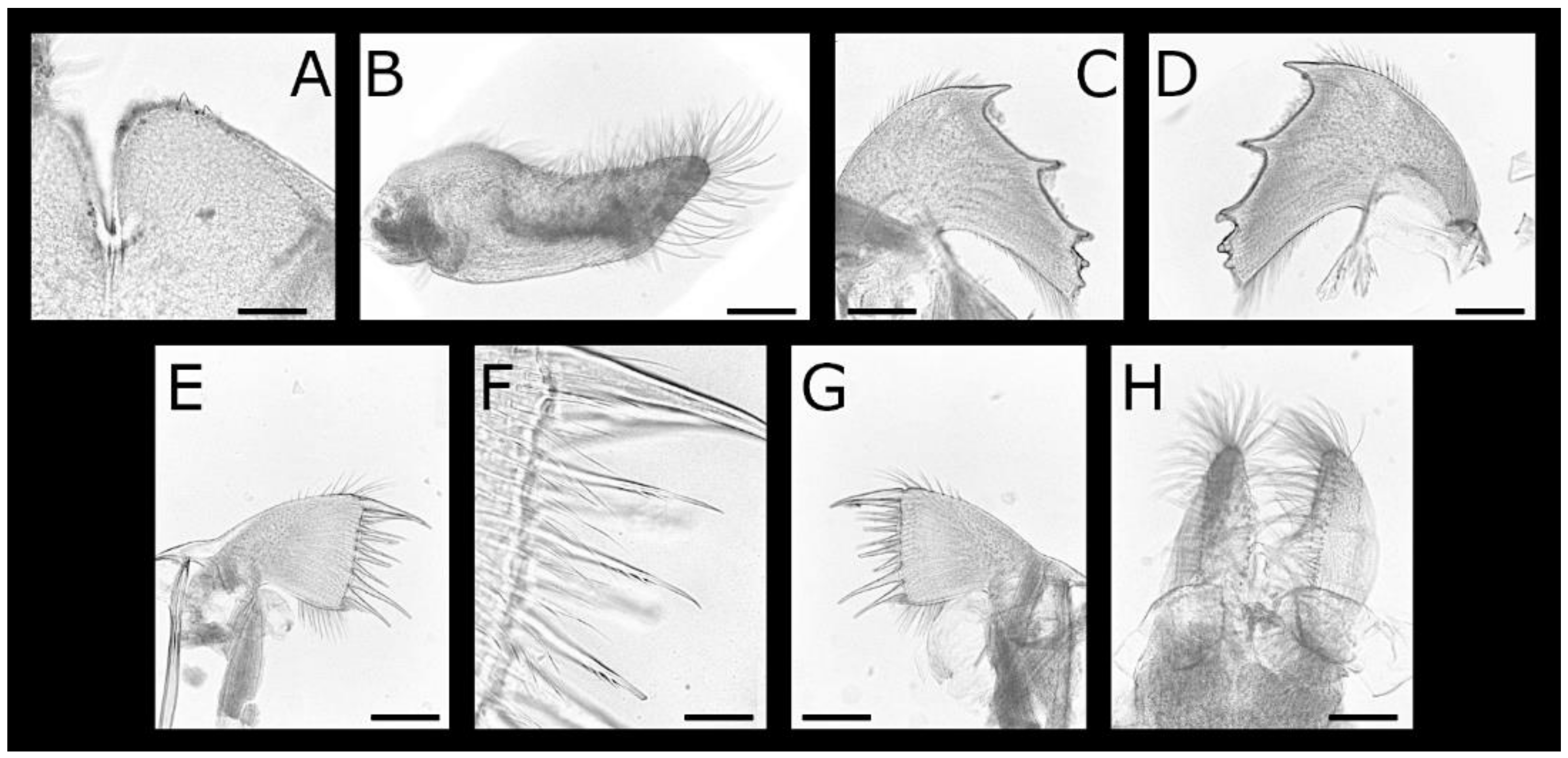 Diversity 13 00290 g026