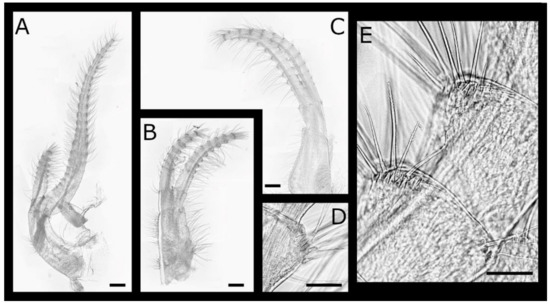 Diversity 13 00290 g027
