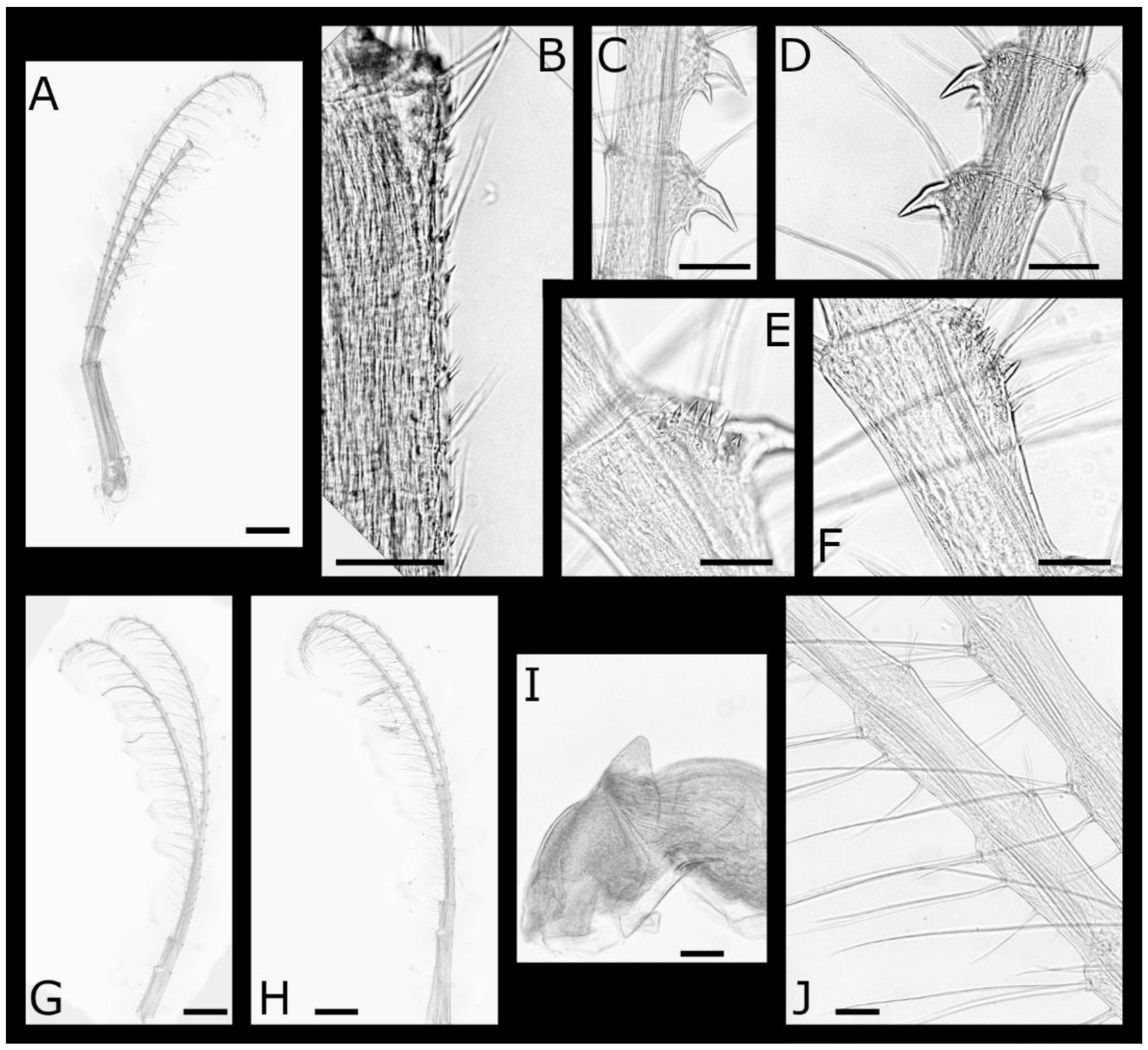 Diversity 13 00290 g028
