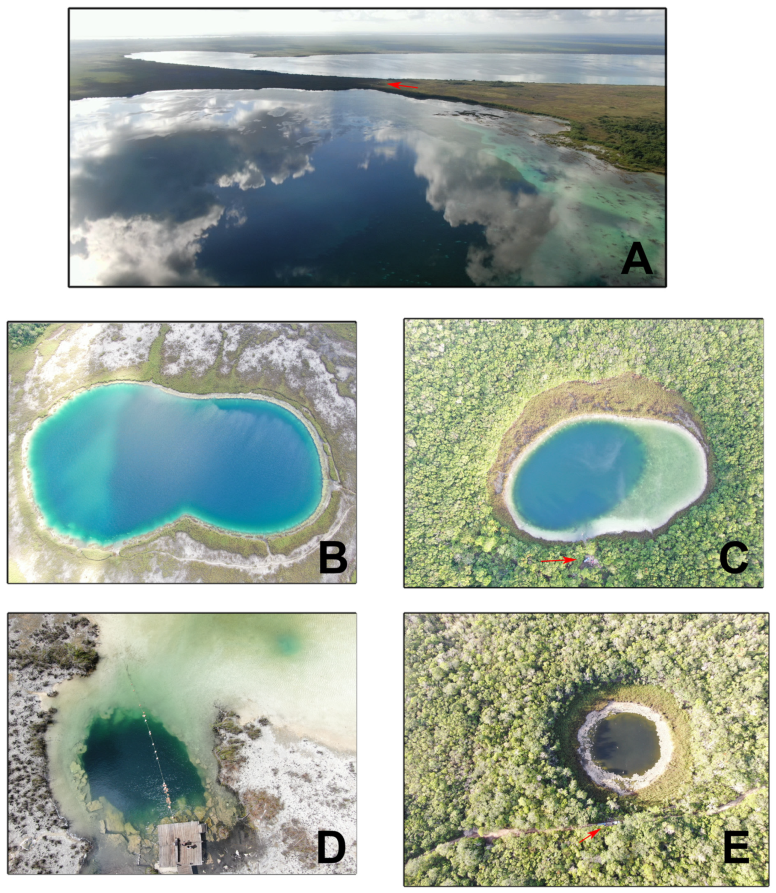 Diversity 13 00292 g002 Diversity 13 00292 g002