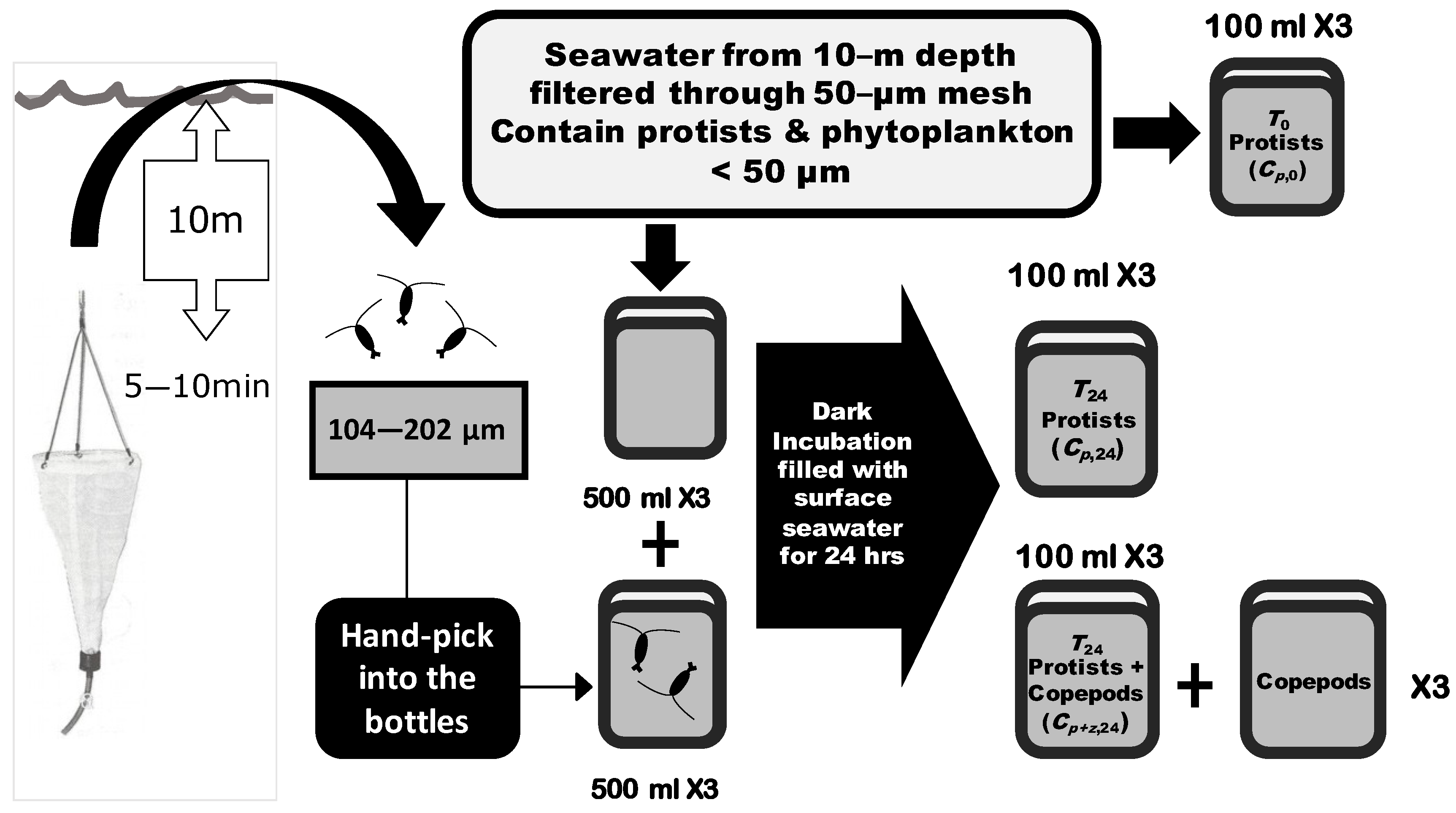 Diversity 13 00299 g002