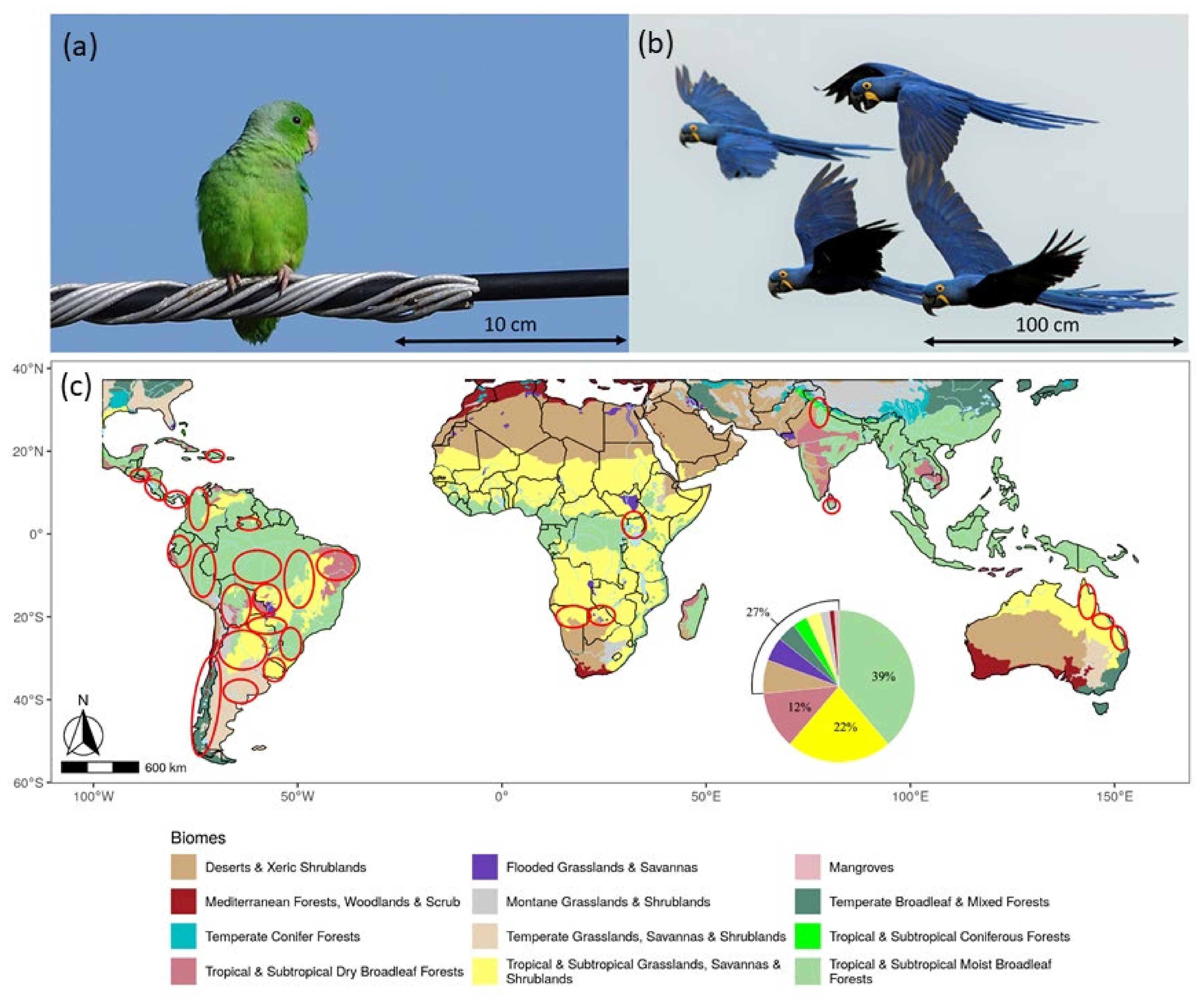 Diversity 13 00300 g001