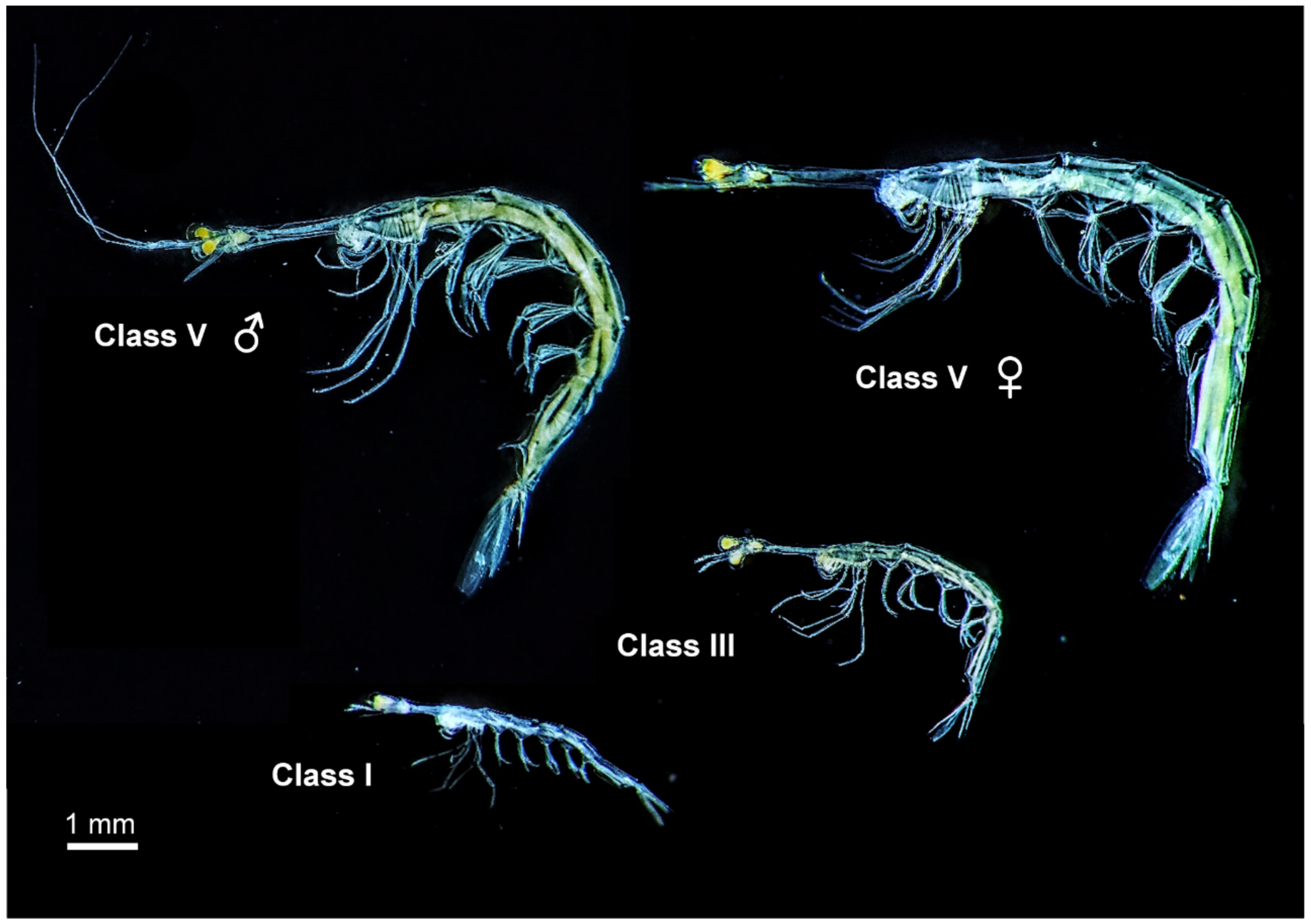 Diversity 13 00301 g008
