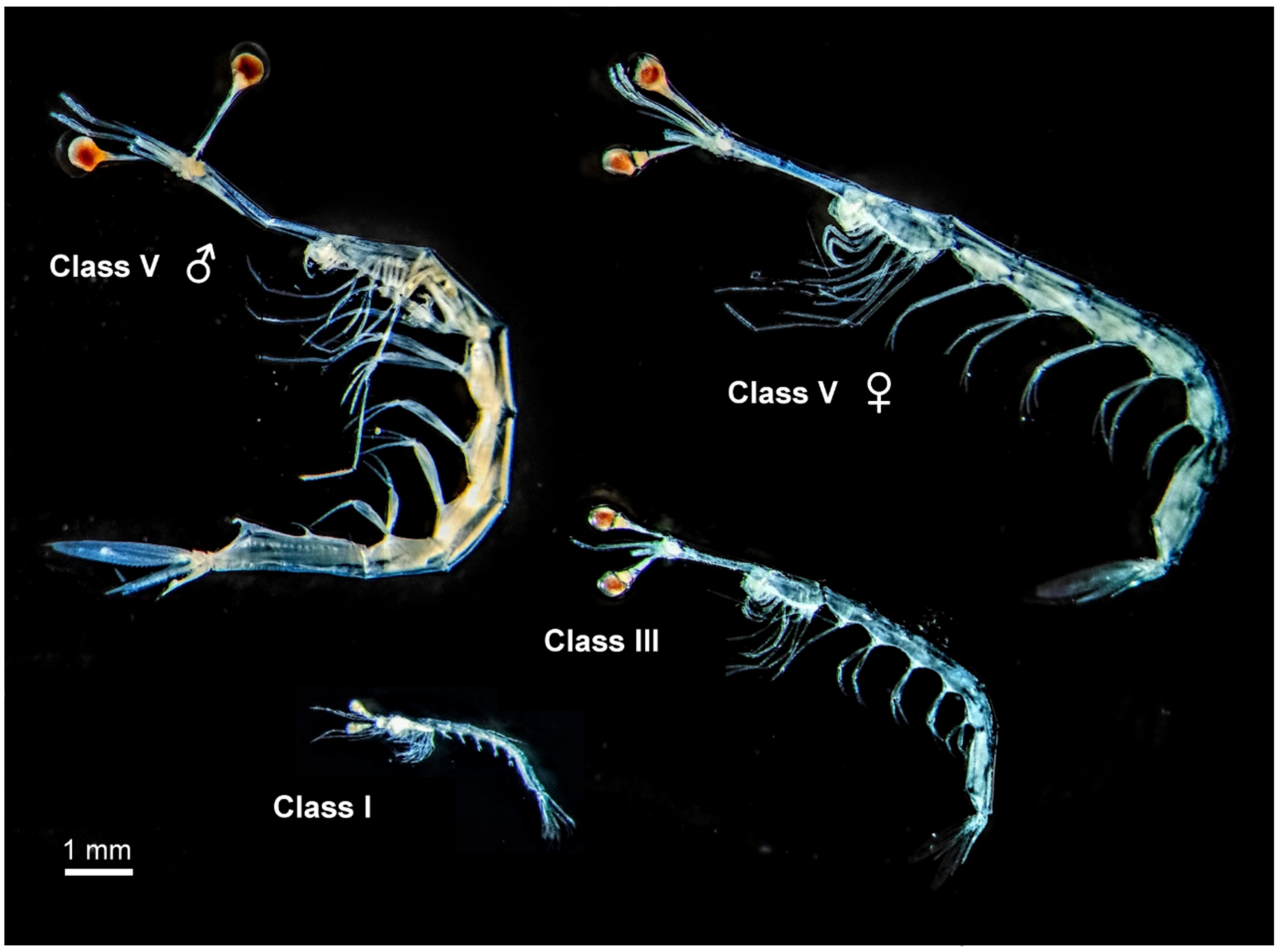 Diversity 13 00301 g011