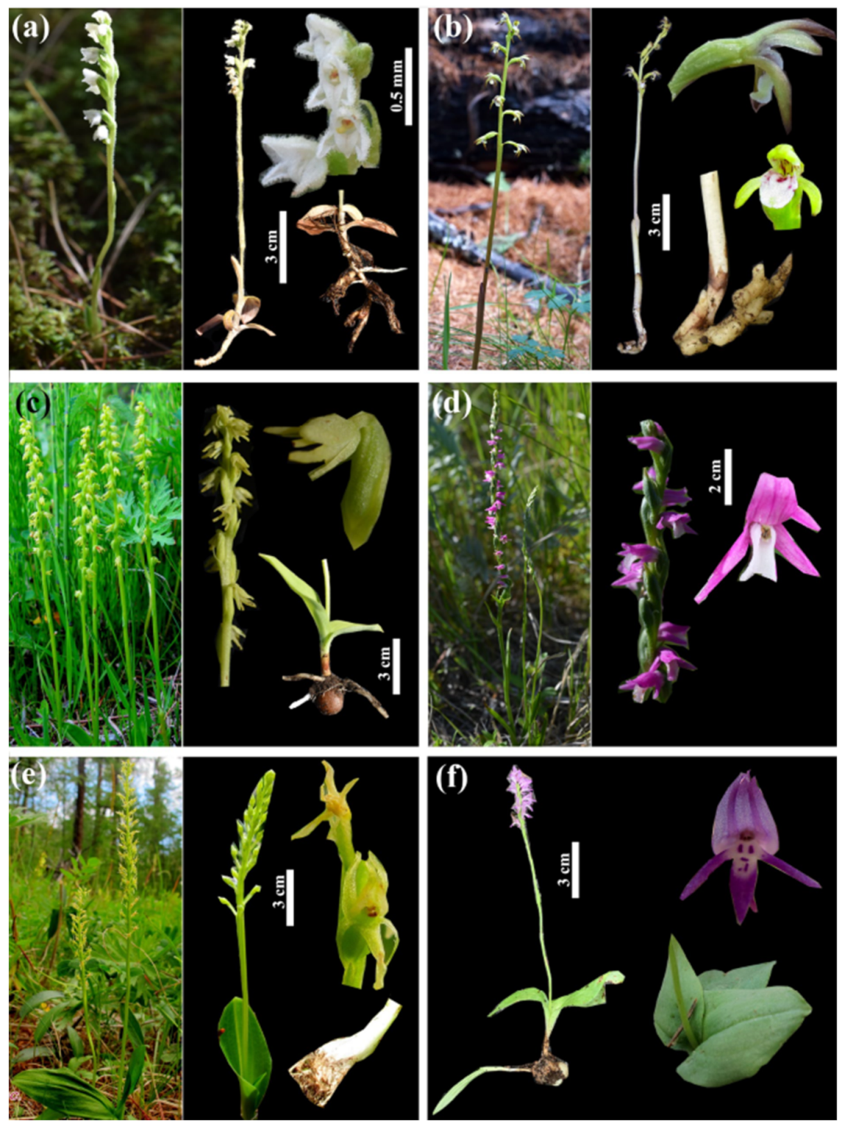 Diversity 13 00302 g001