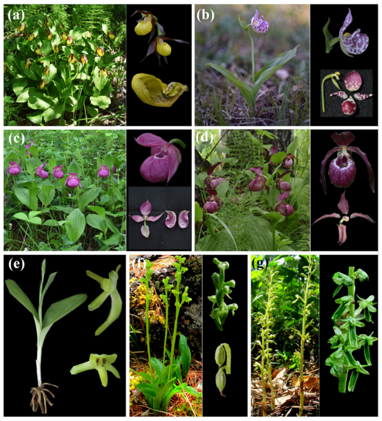 Diversity 13 00302 g002