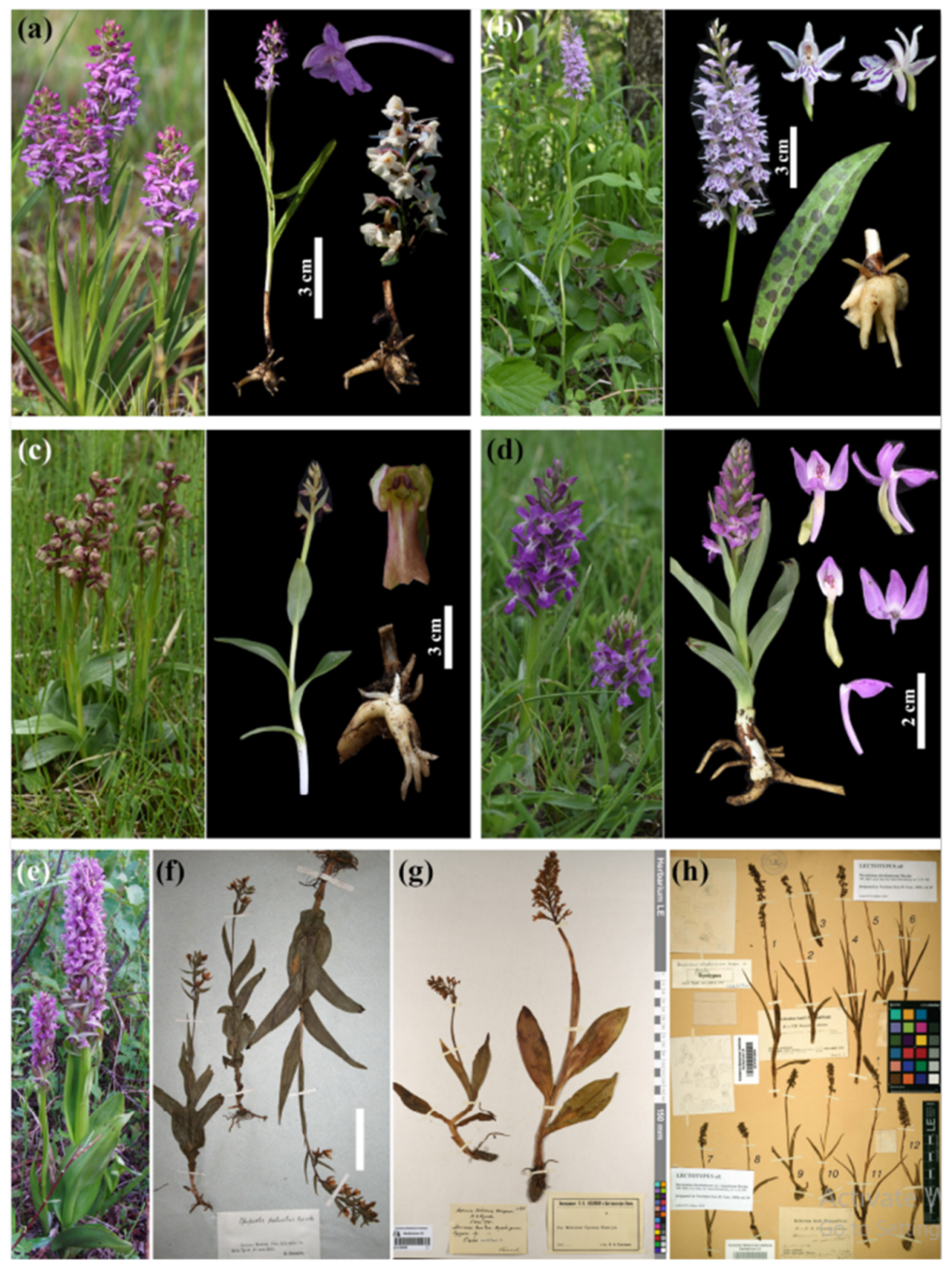 Diversity 13 00302 g003