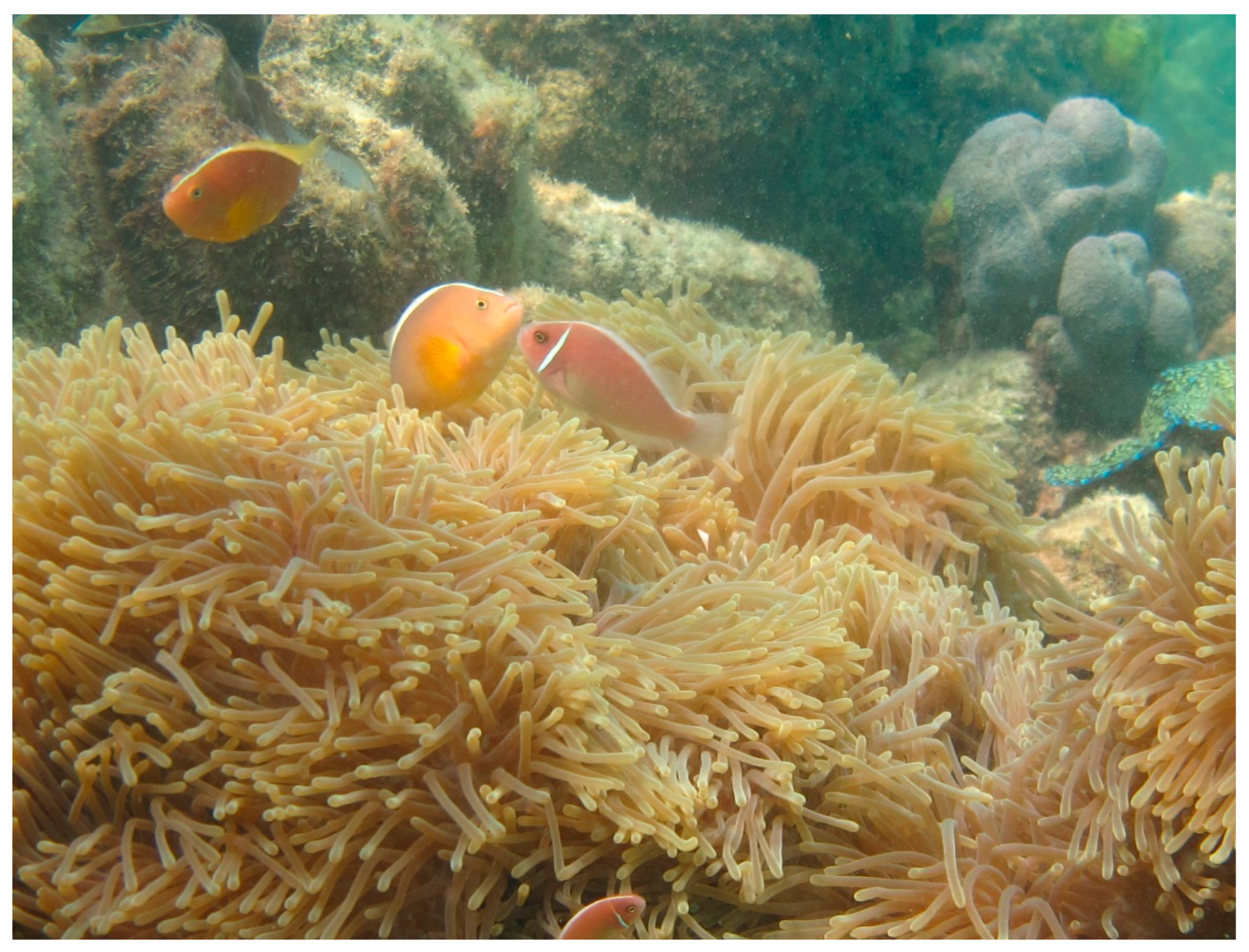 Diversity 13 00304 g001