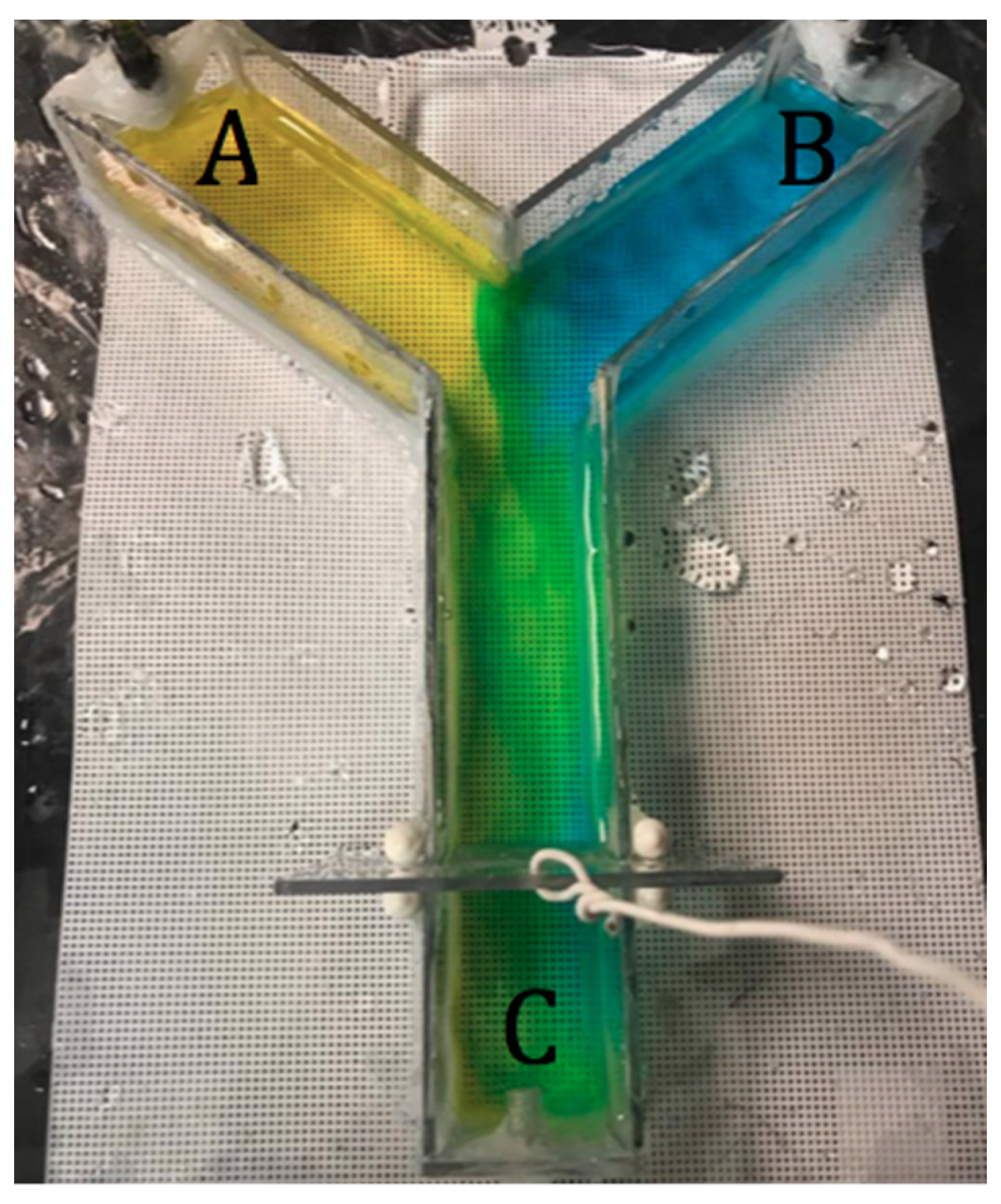 Diversity 13 00305 g002