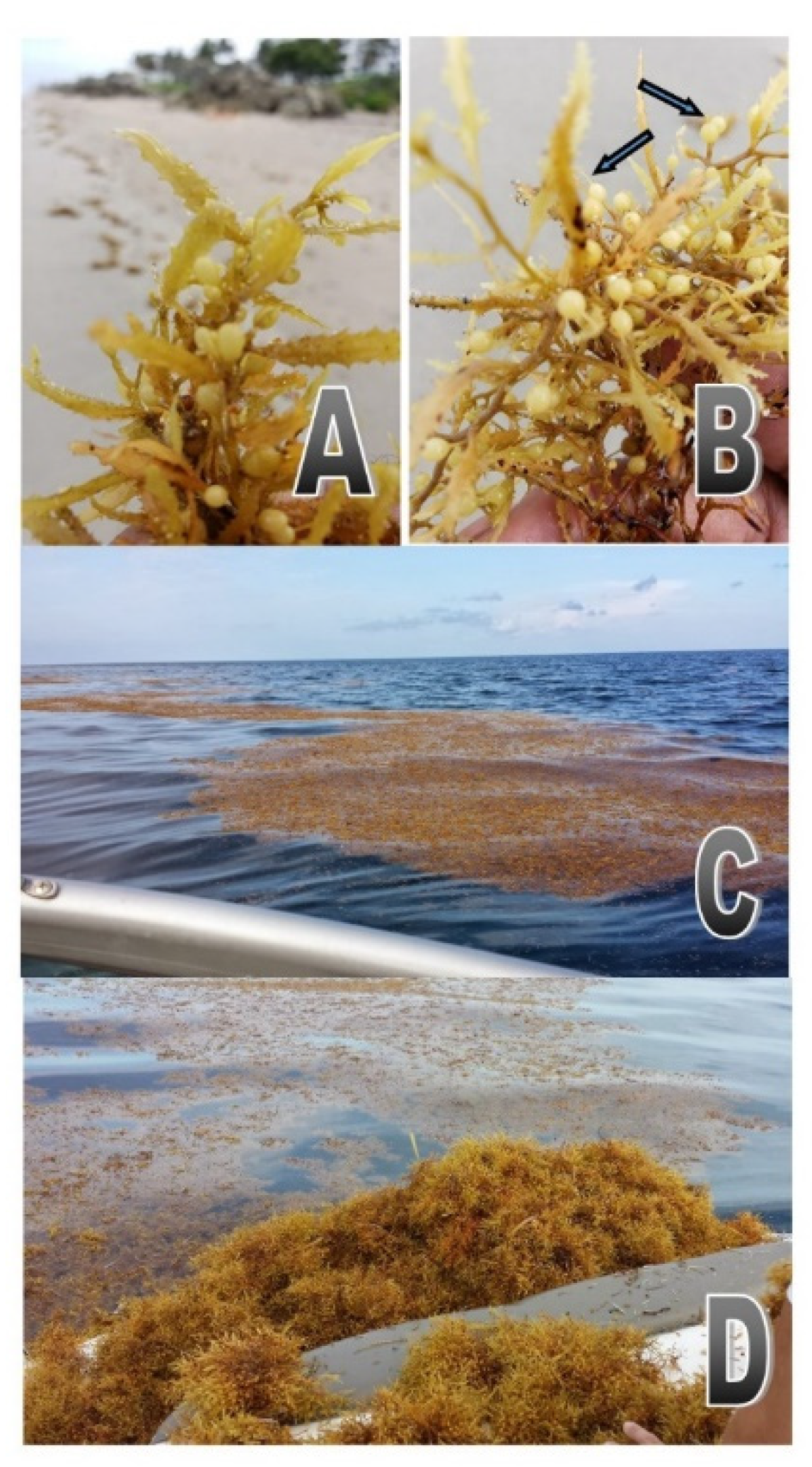 Diversity 13 00305 g0a1