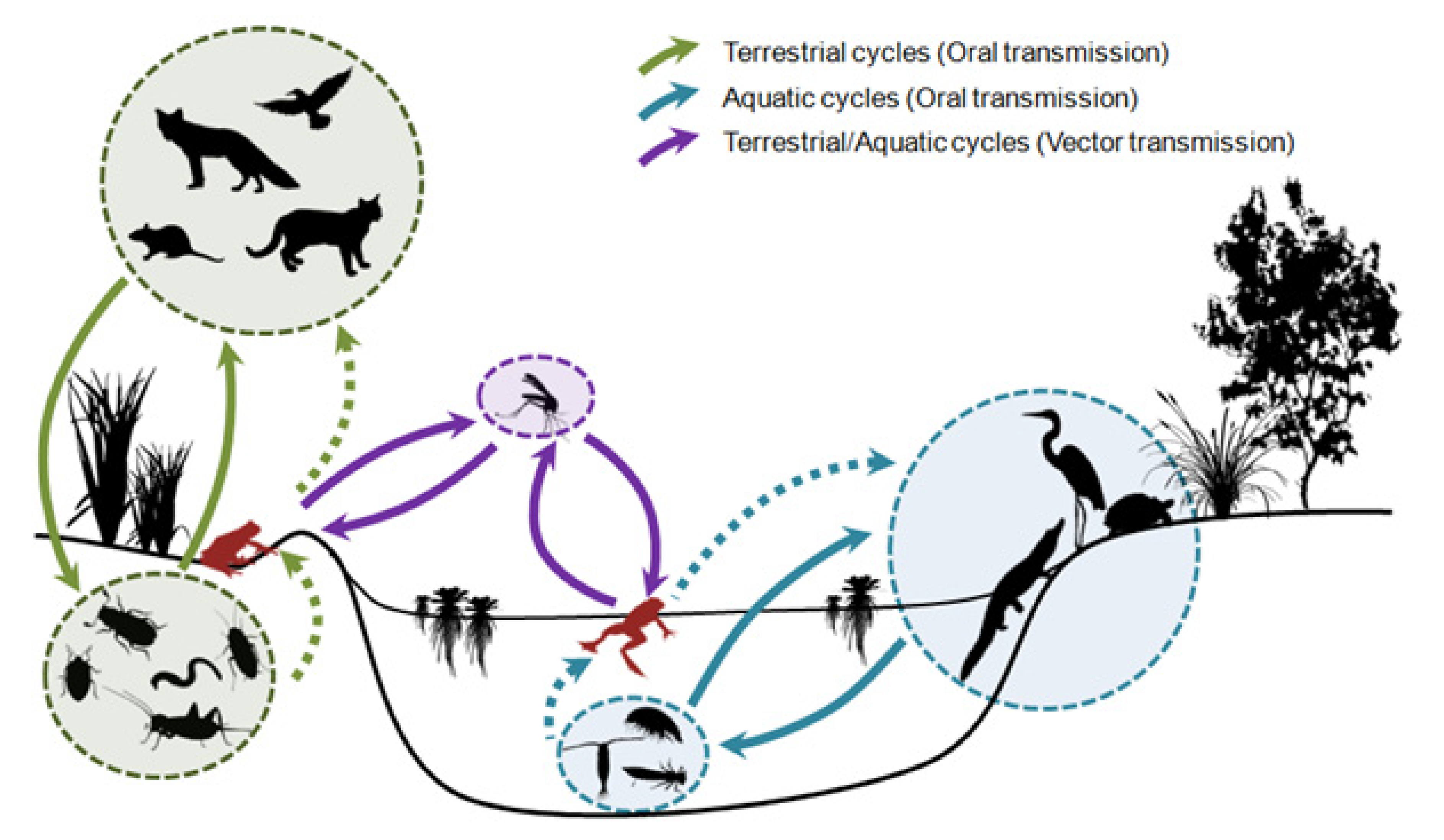 Diversity 13 00321 g007 Diversity 13 00321 g007