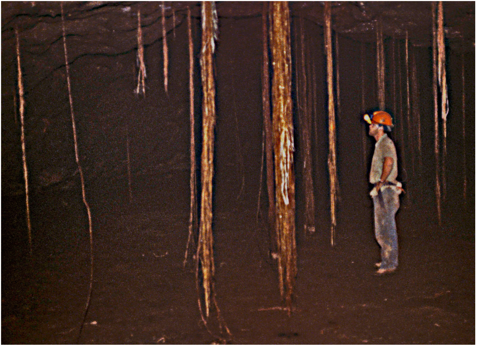 Diversity 13 00326 g005