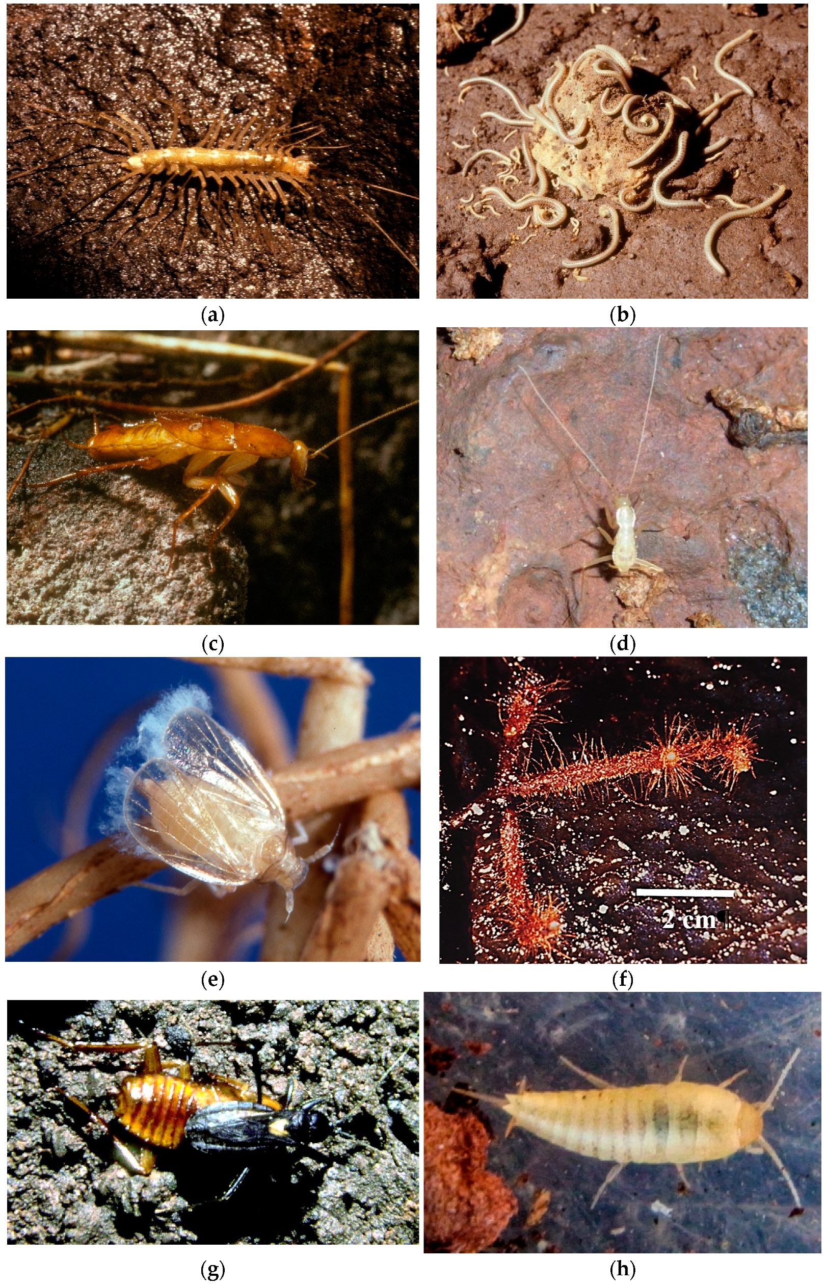 Diversity 13 00326 g007a