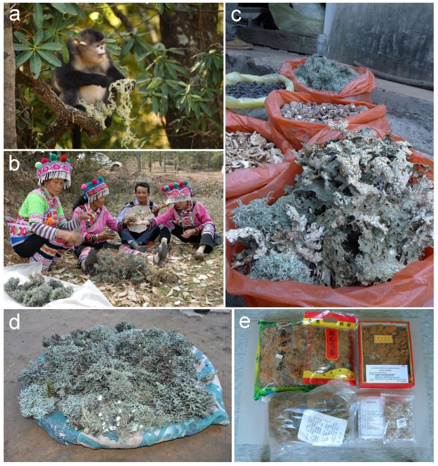 Diversity 13 00330 g001