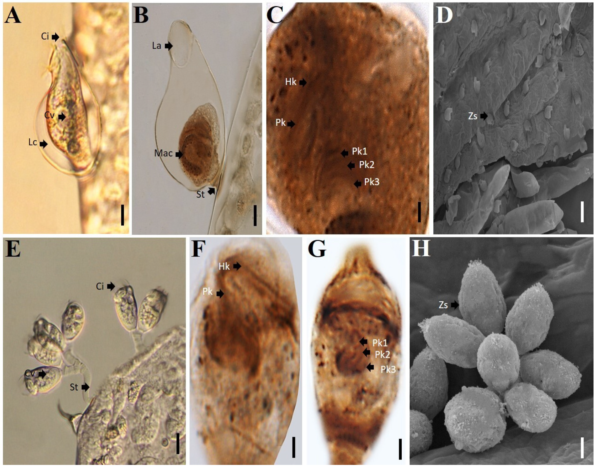 Diversity 13 00333 g001