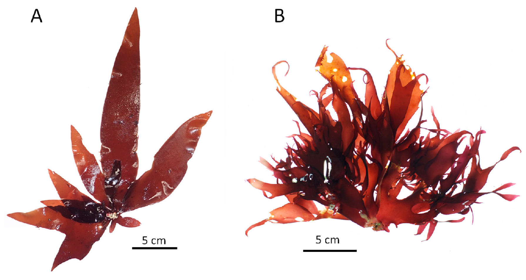 Diversity 13 00336 g002