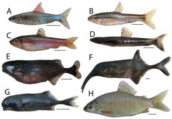 Diversity 13 00341 g0a4