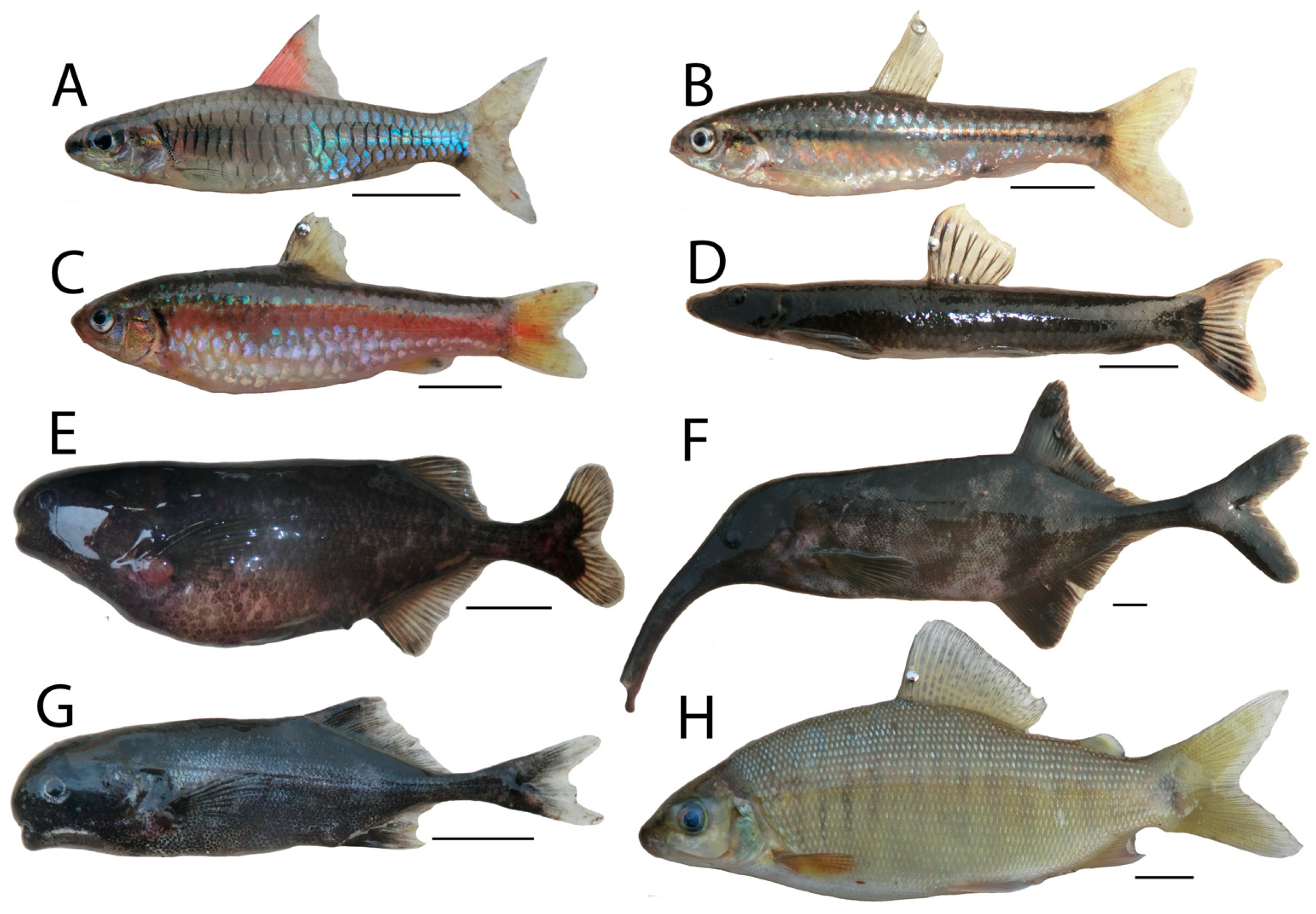 Diversity 13 00341 g0a4 Diversity 13 00341 g0a4