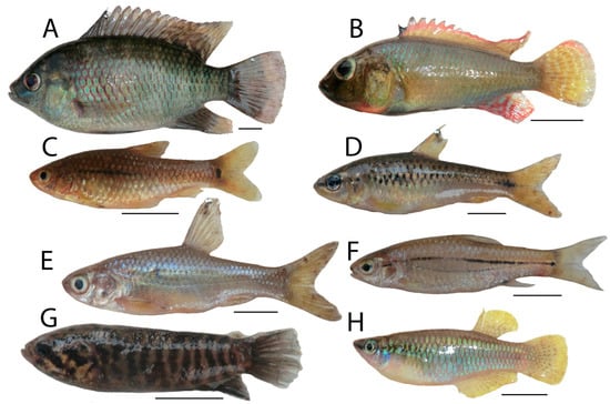 Diversity 13 00341 g0a5