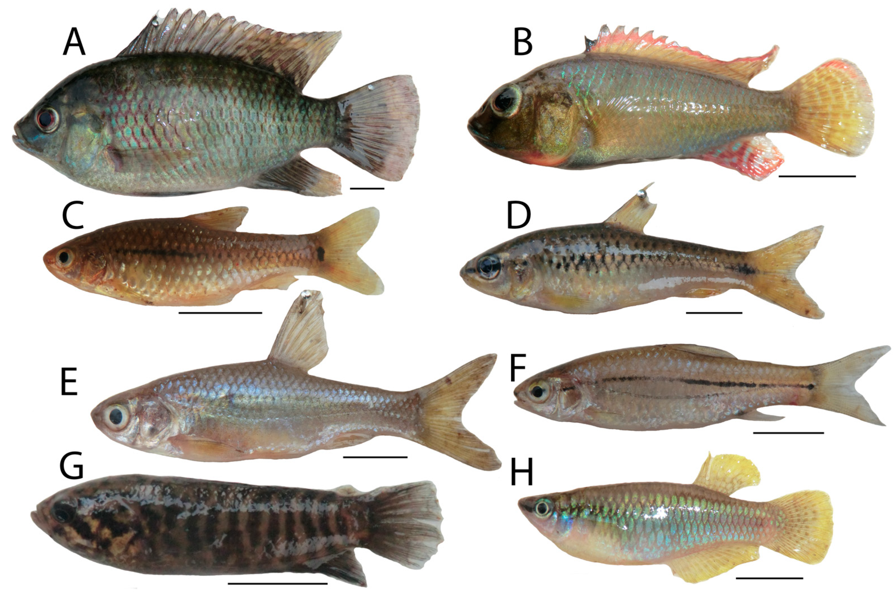 Diversity 13 00341 g0a5 Diversity 13 00341 g0a5