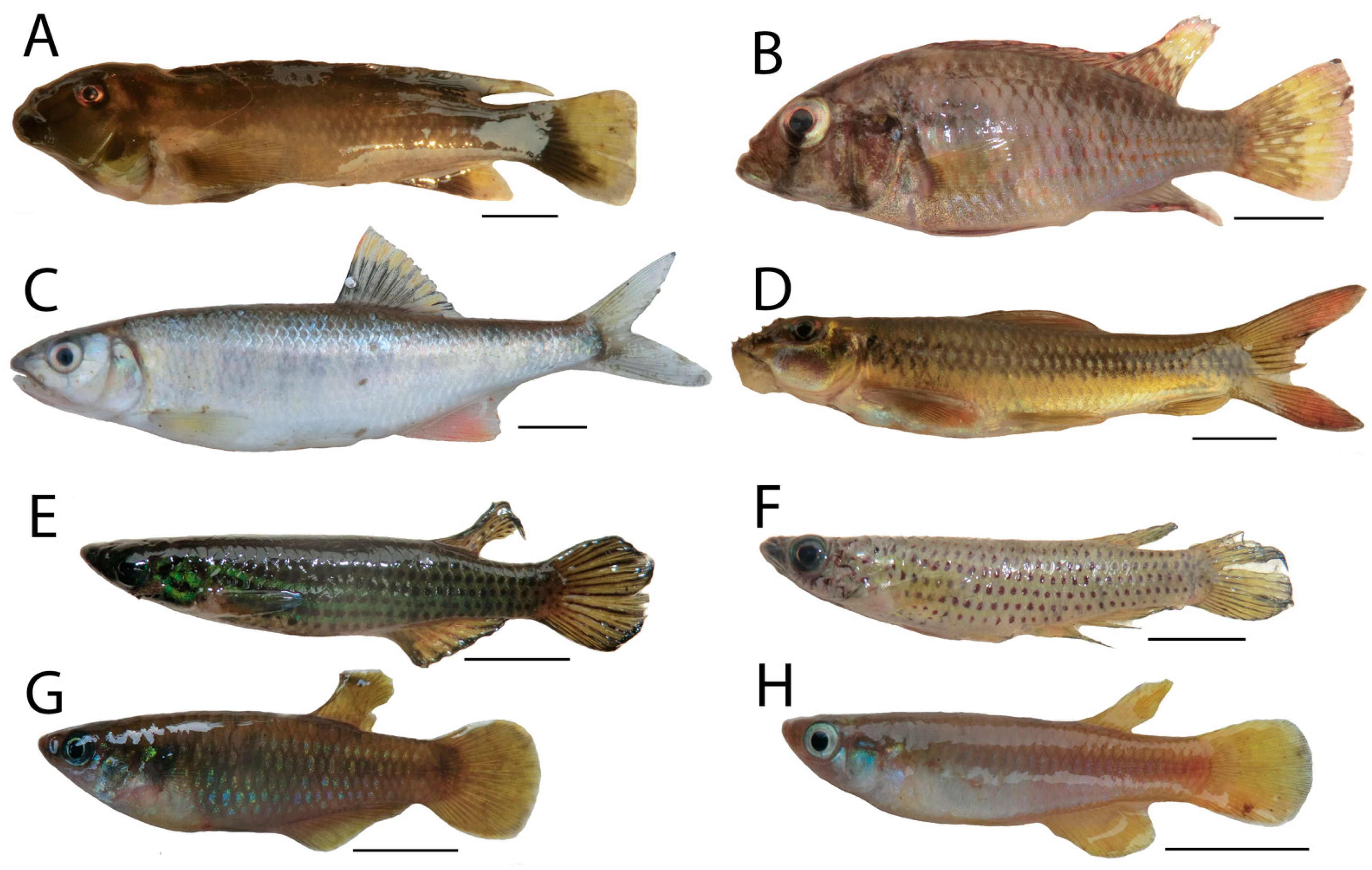 Diversity 13 00341 g0a6 Diversity 13 00341 g0a6