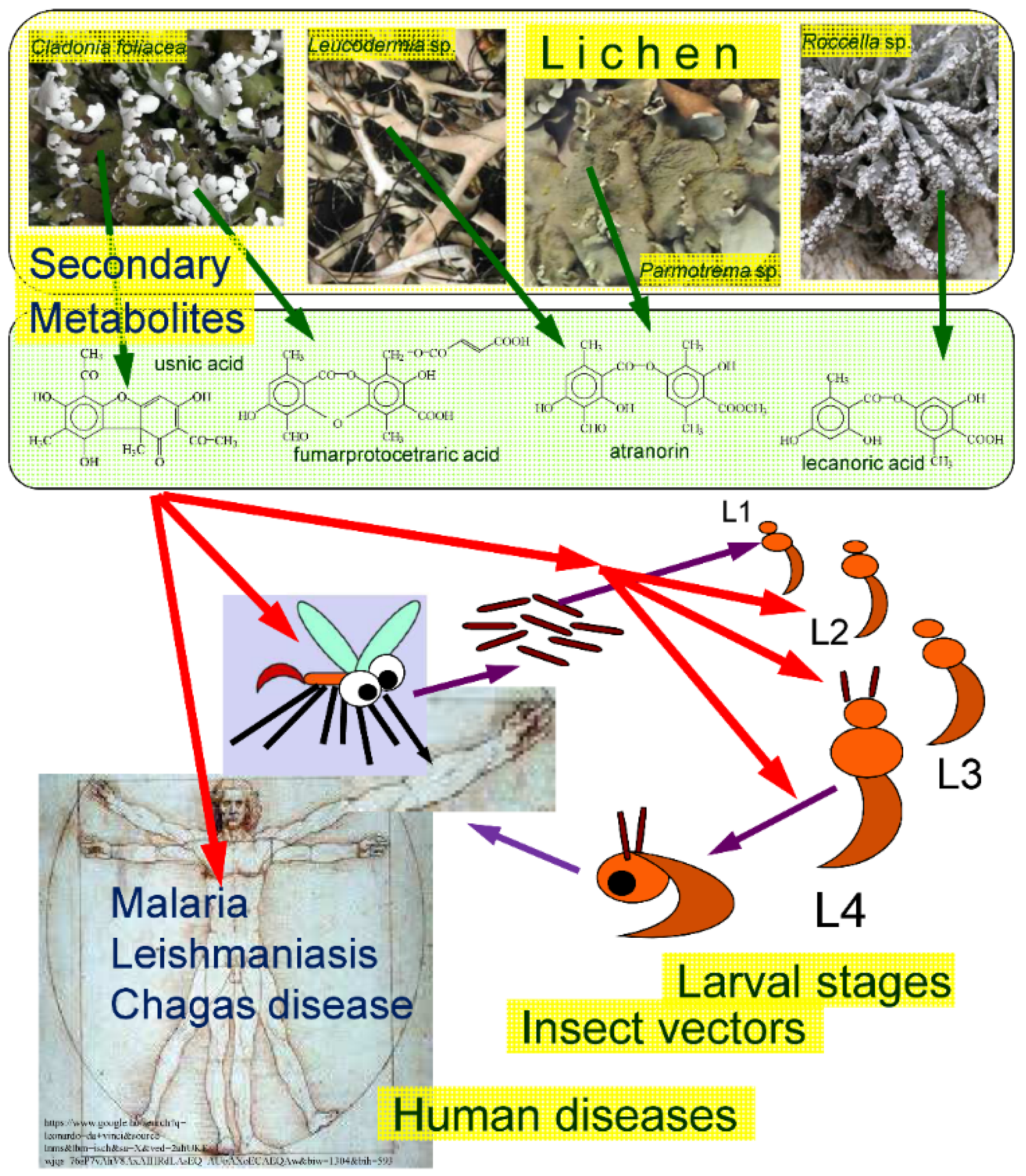 Diversity 13 00342 g001