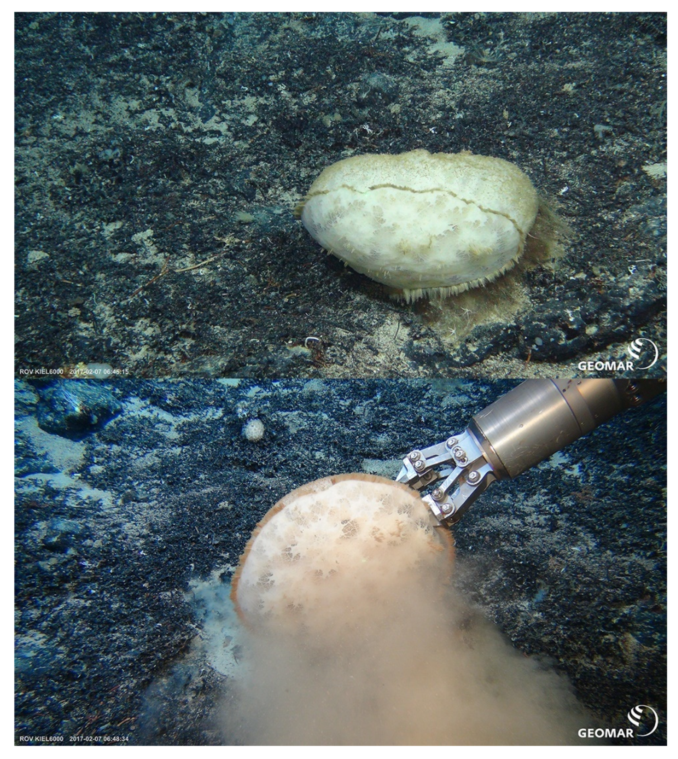 Diversity 13 00343 g003