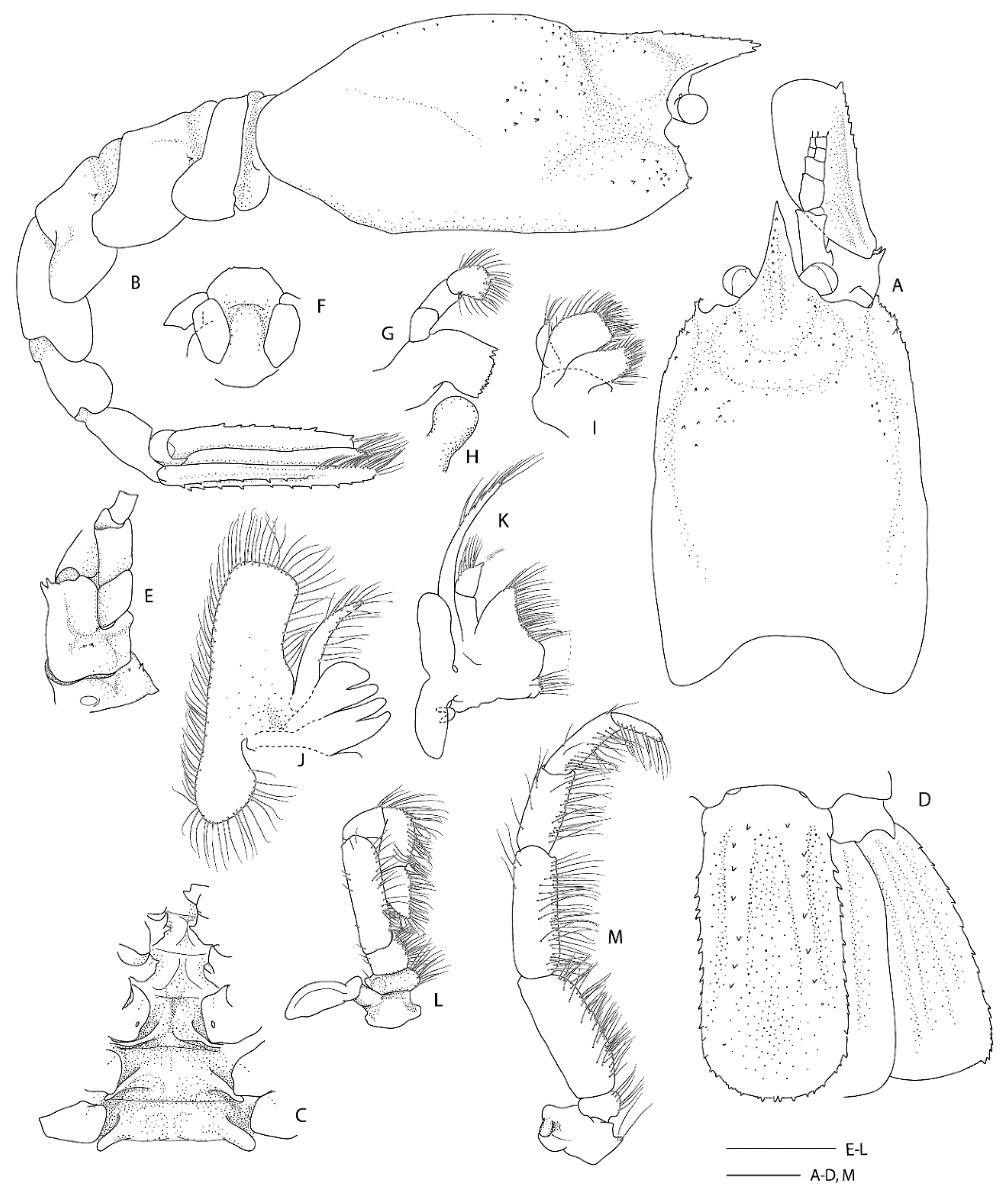 Diversity 13 00343 g005