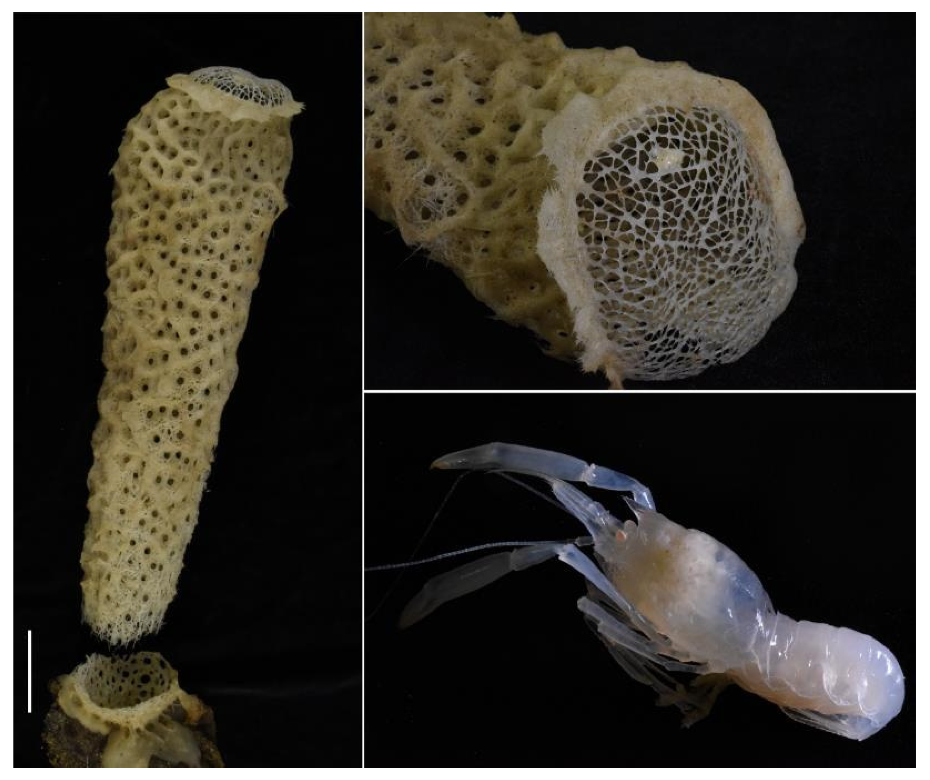 Diversity 13 00343 g007