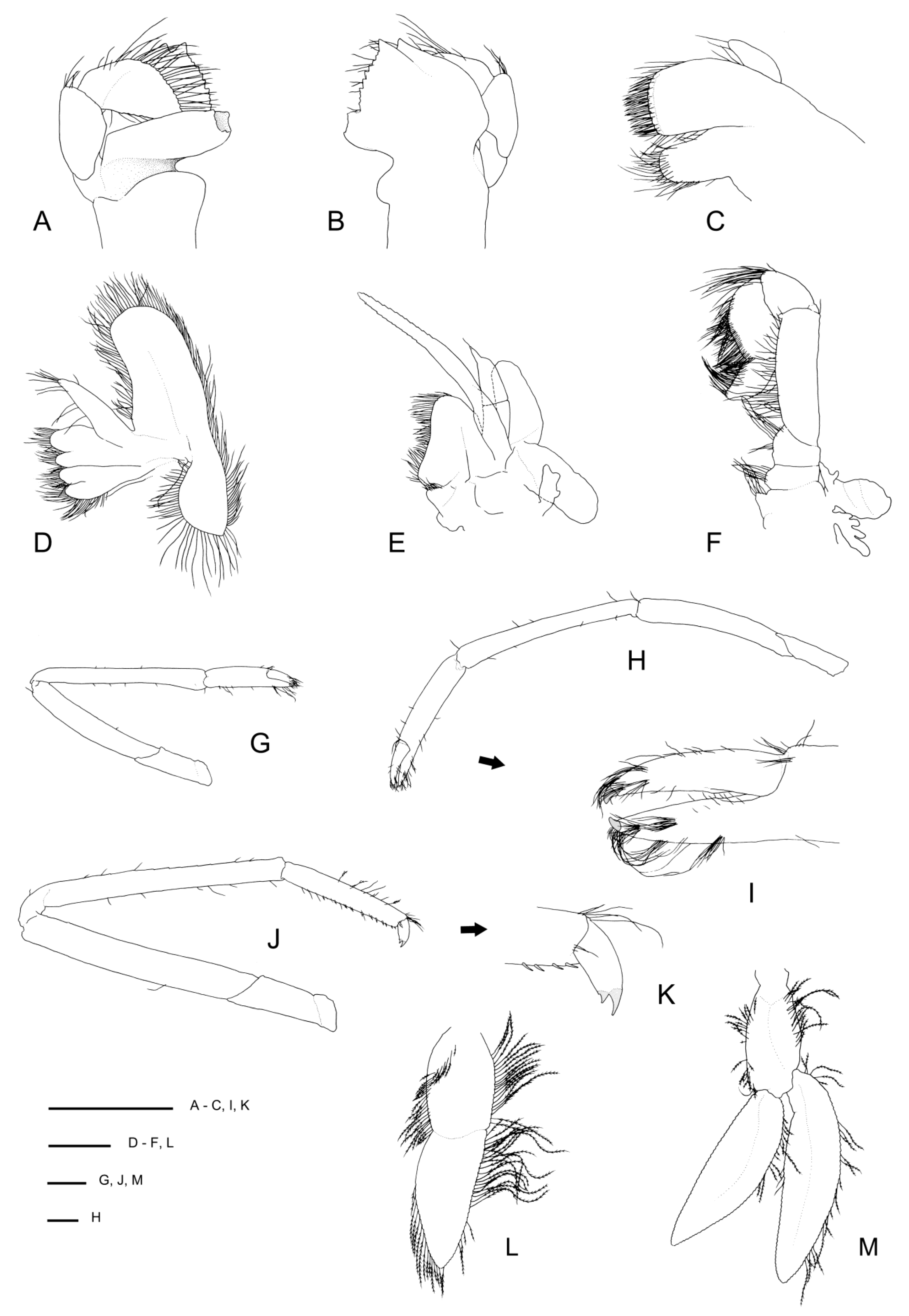 Diversity 13 00343 g010