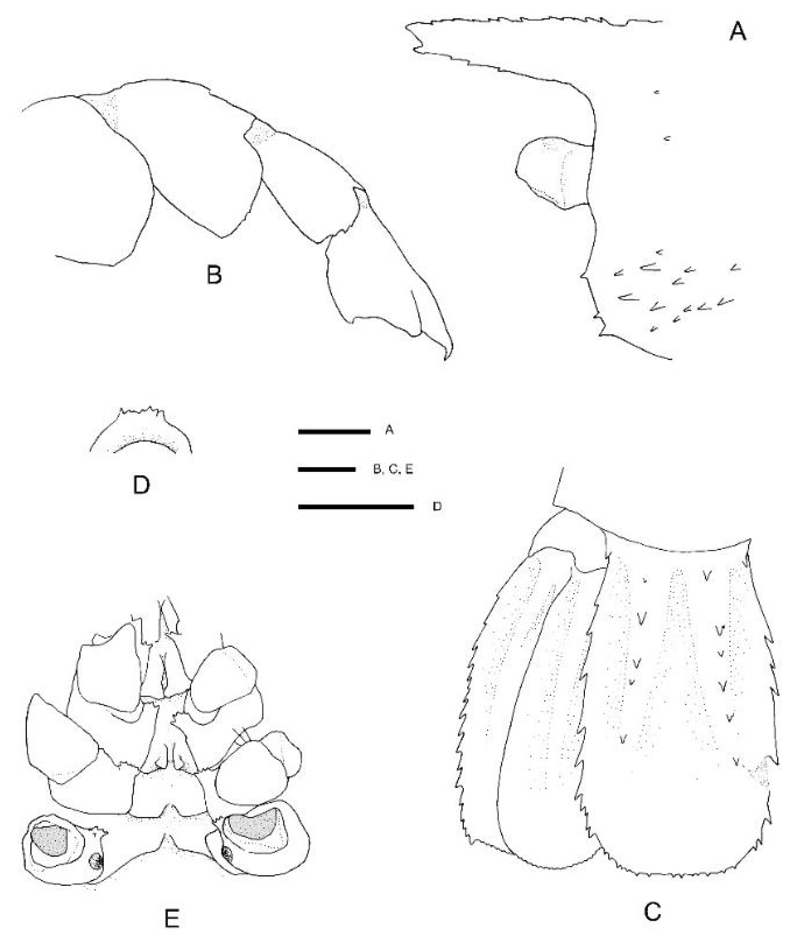 Diversity 13 00343 g011