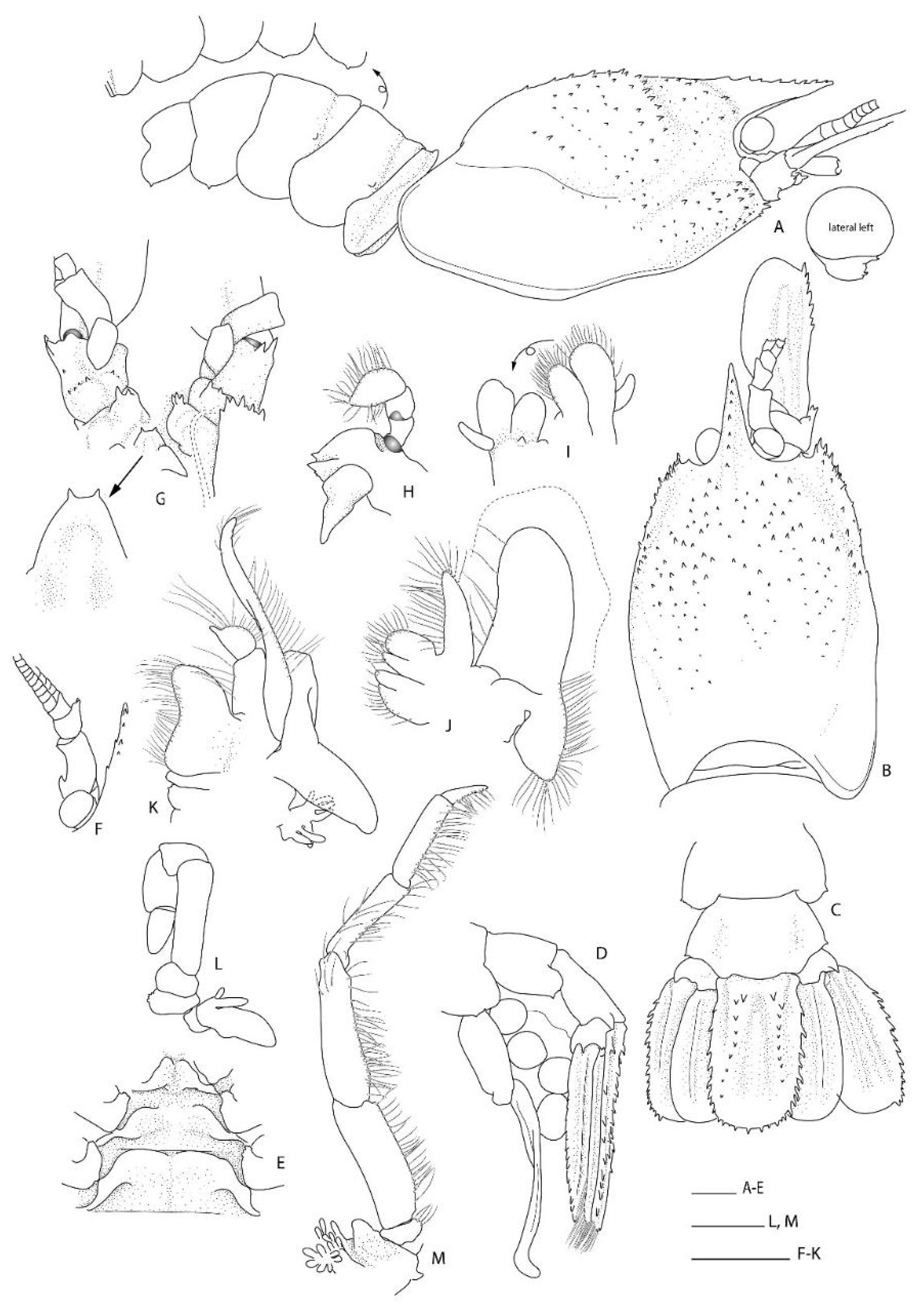 Diversity 13 00343 g012