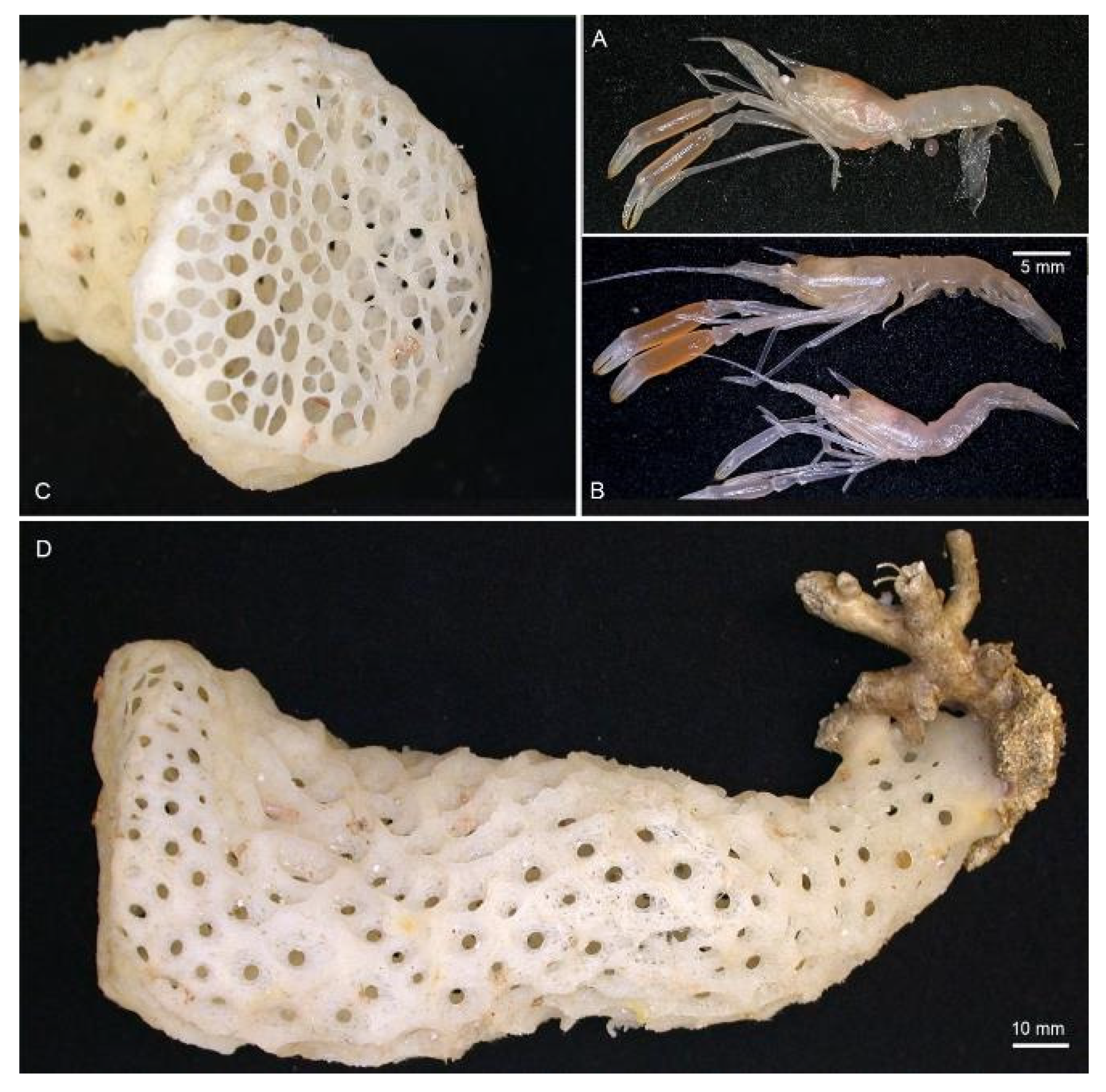 Diversity 13 00343 g022