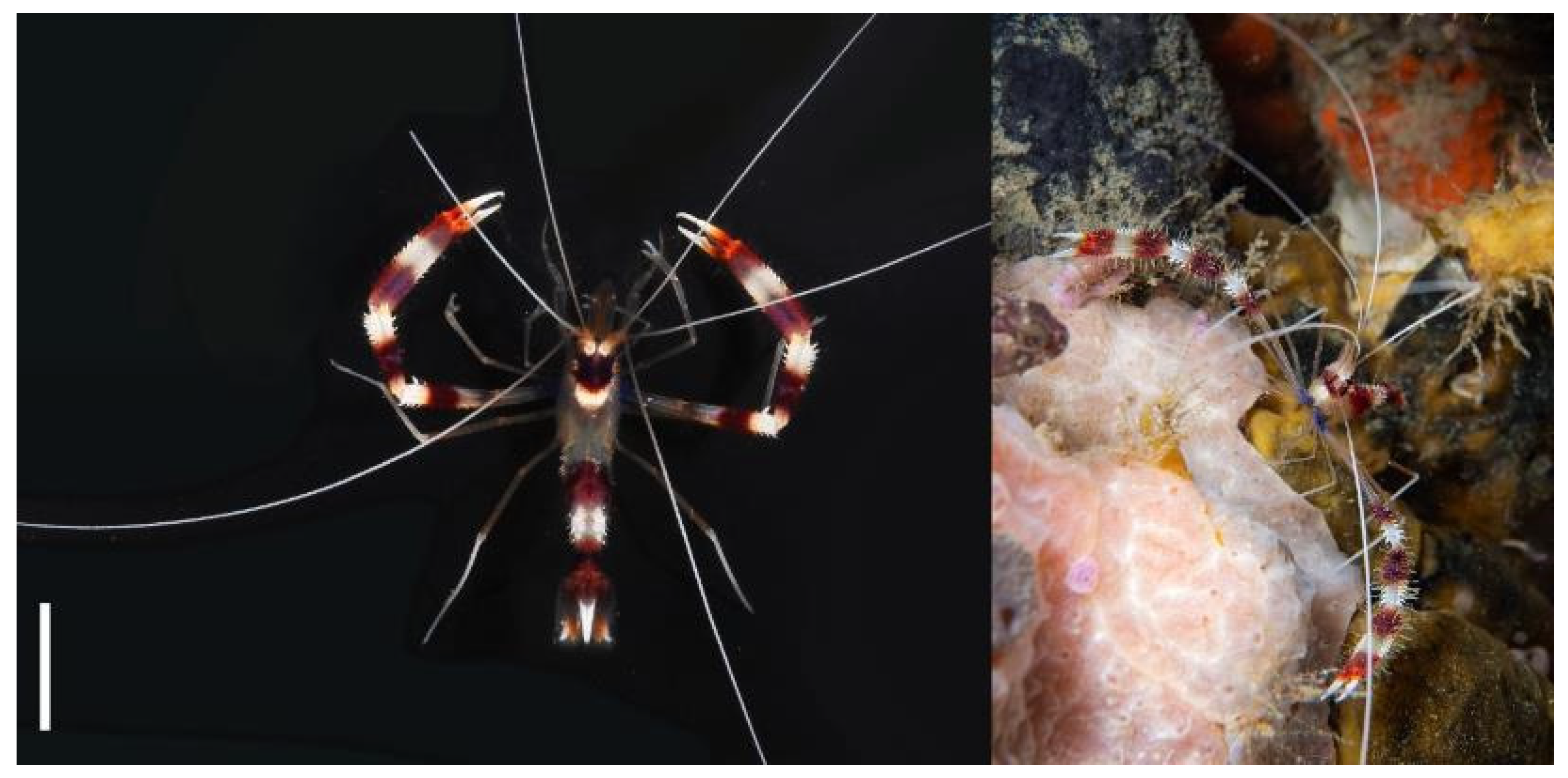 Diversity 13 00343 g026