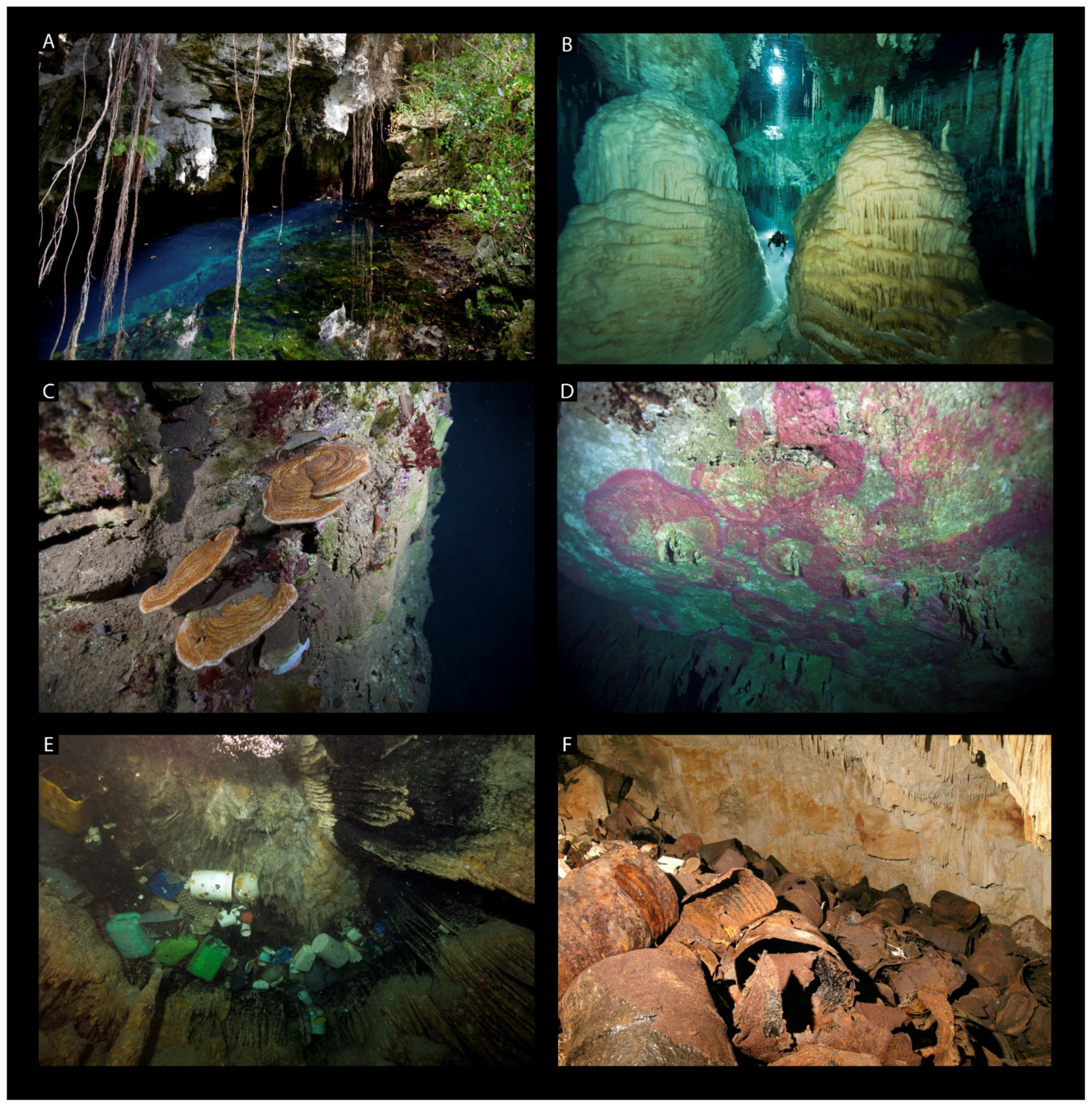 Diversity 13 00352 g002