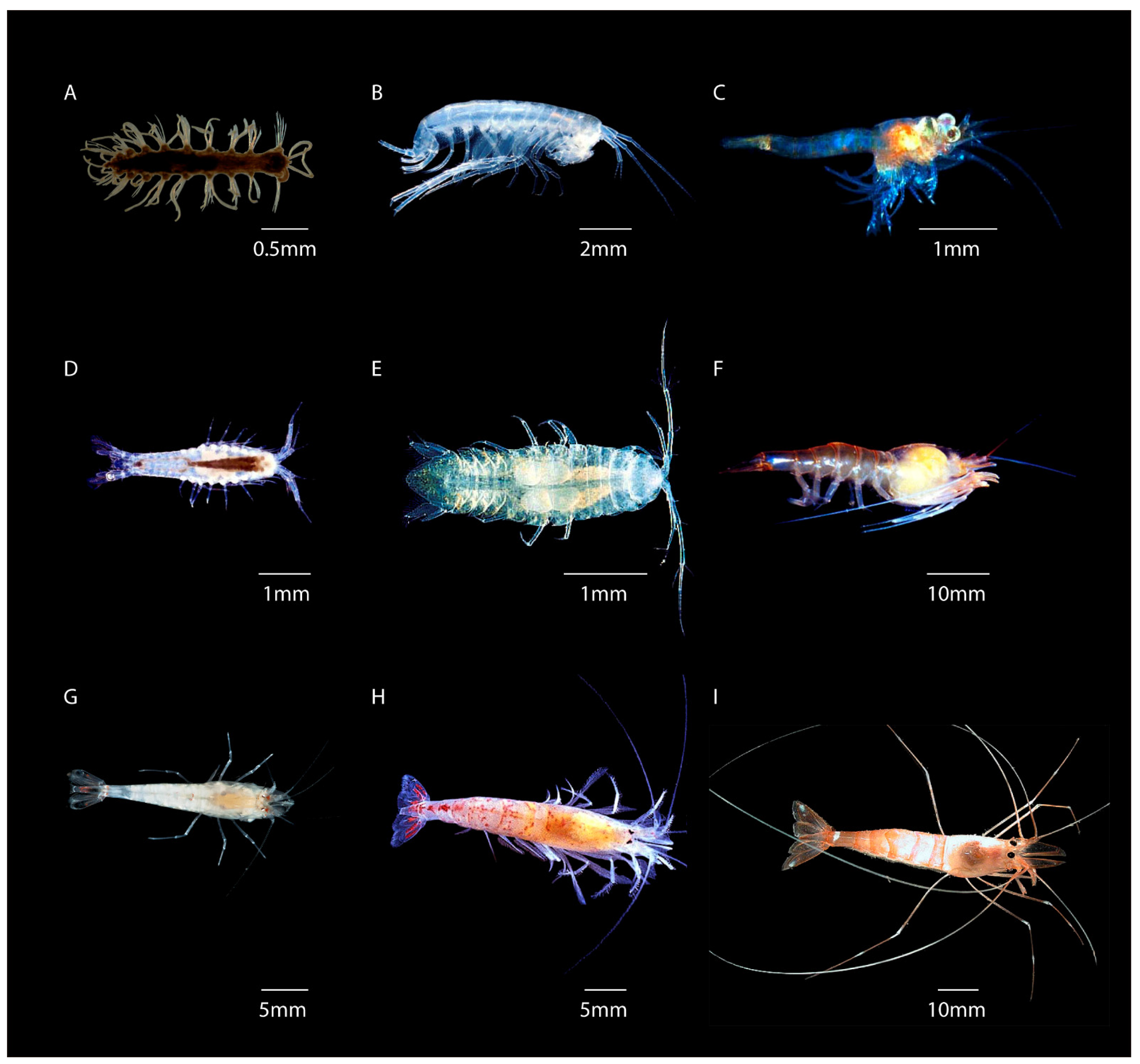 Diversity 13 00352 g003