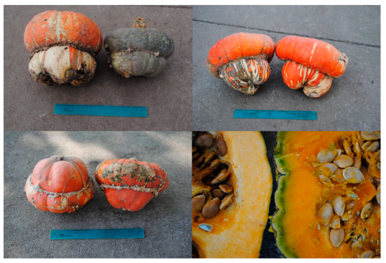 Diversity 13 00354 g004 Diversity 13 00354 g004