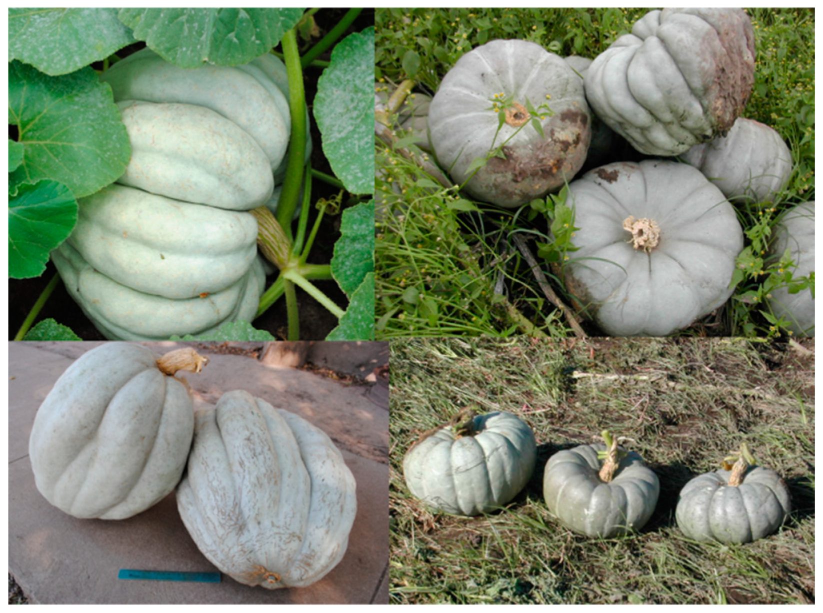 Diversity 13 00354 g010 Diversity 13 00354 g010