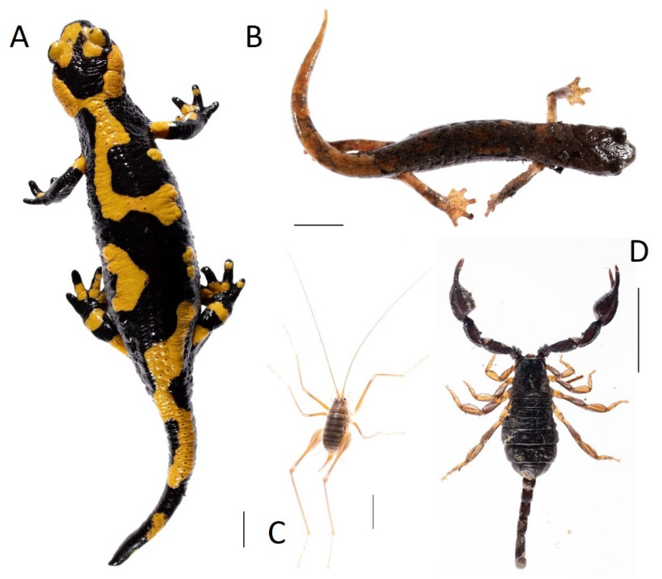 Diversity 13 00356 g003