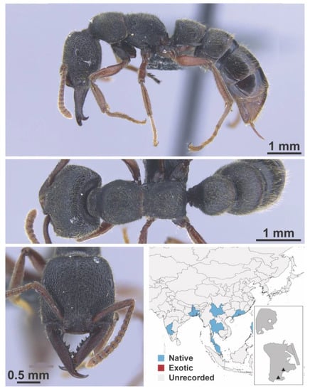 Diversity 13 00358 g0a1
