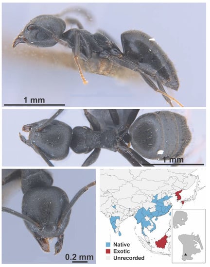 Diversity 13 00358 g0a10