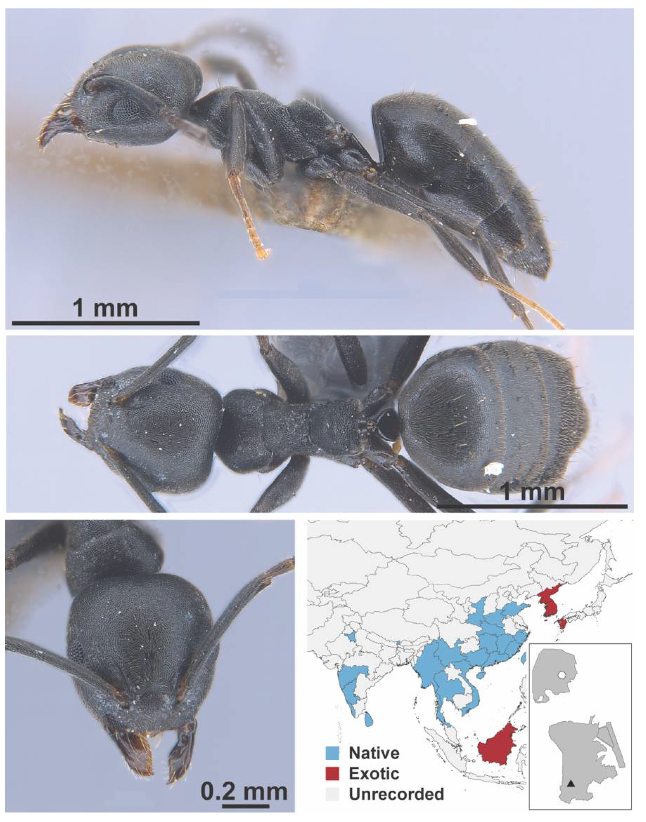 Diversity 13 00358 g0a10