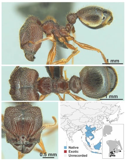 Diversity 13 00358 g0a100