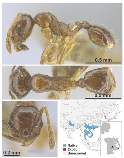 Diversity 13 00358 g0a101