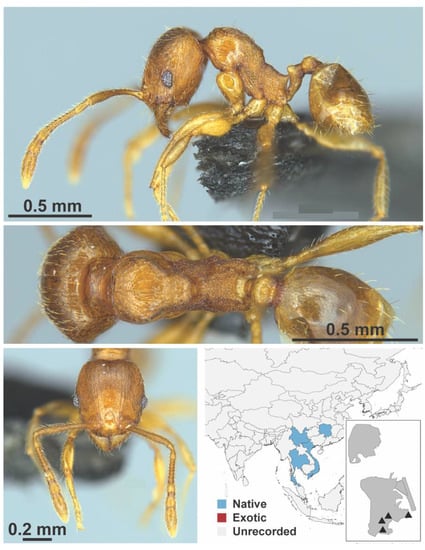 Diversity 13 00358 g0a102