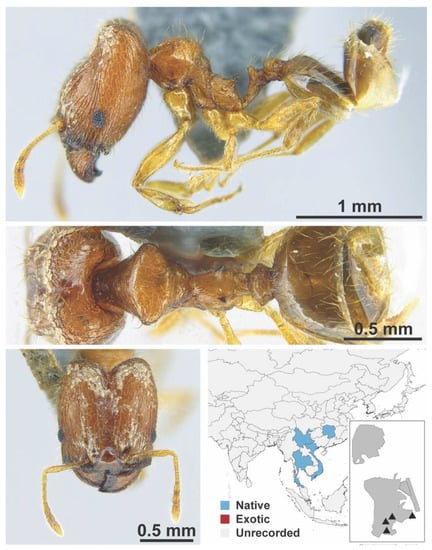 Diversity 13 00358 g0a103