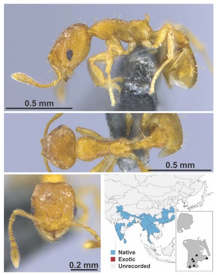 Diversity 13 00358 g0a104
